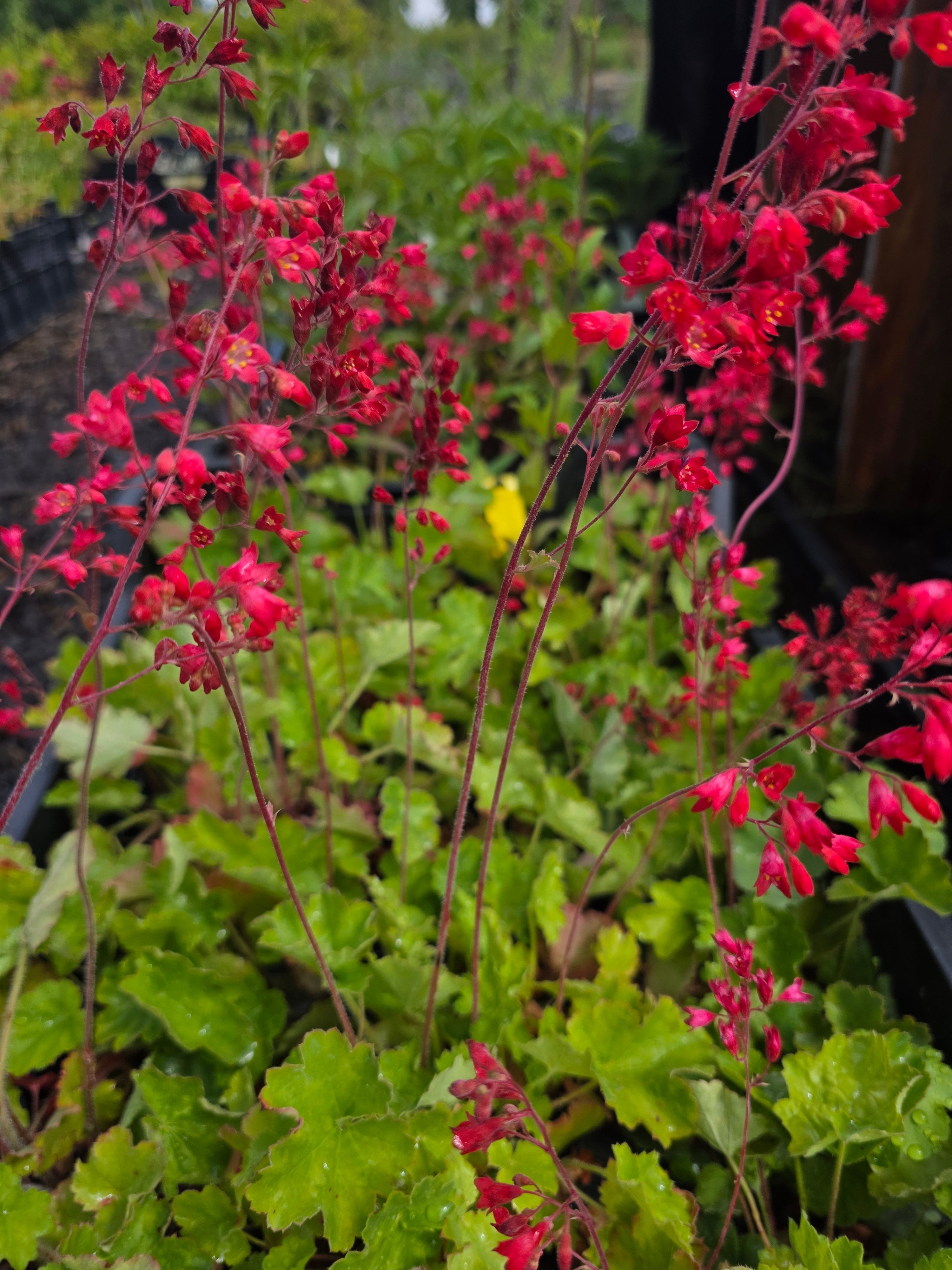 Garten-Purpurglöckchen - Heuchera sanguinea 'Leuchtkäfer'