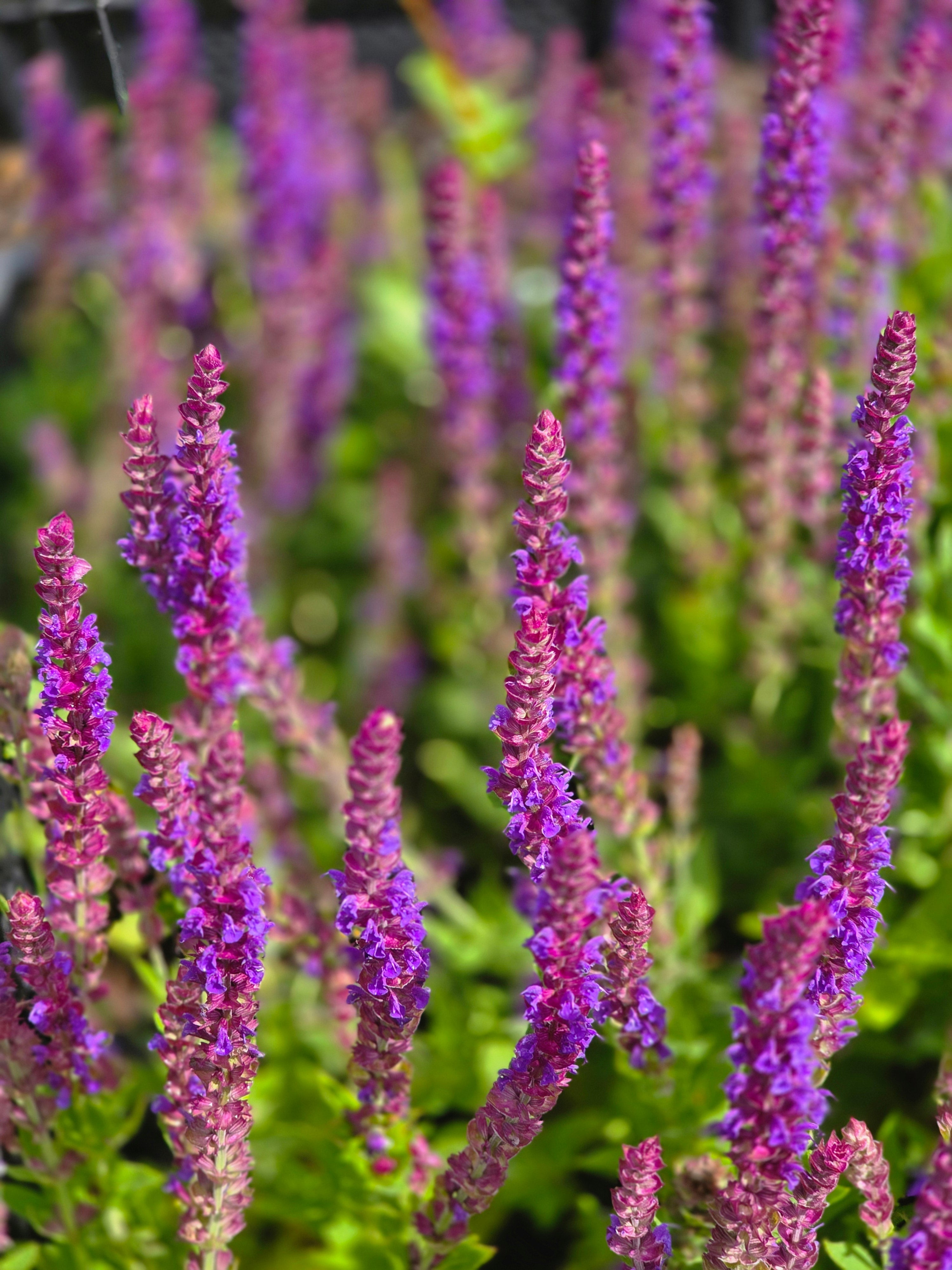 Garten-Blüten-Salbei 'Caradonna' - Salvia nemorosa 'Caradonna'
