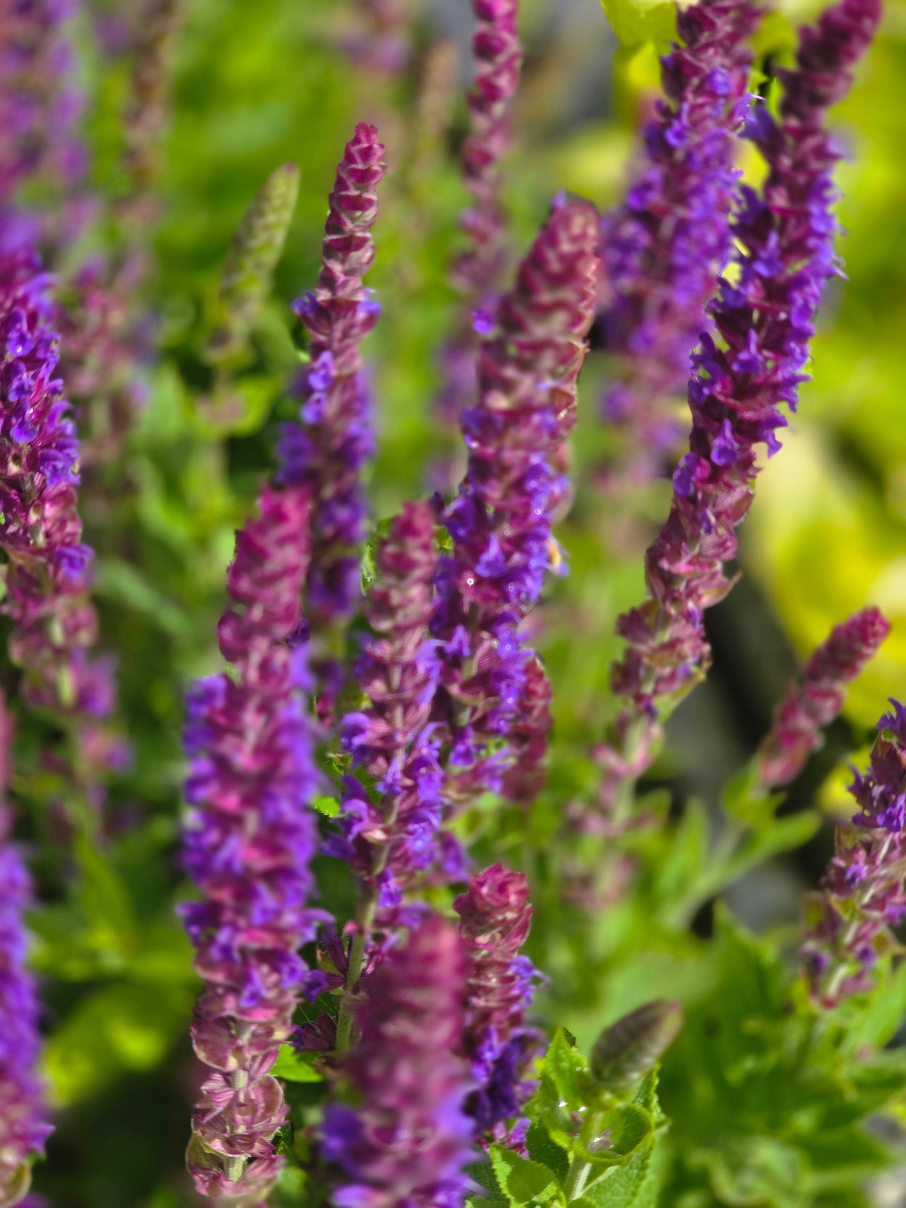 Garten-Blüten-Salbei 'Caradonna' - Salvia nemorosa 'Caradonna'
