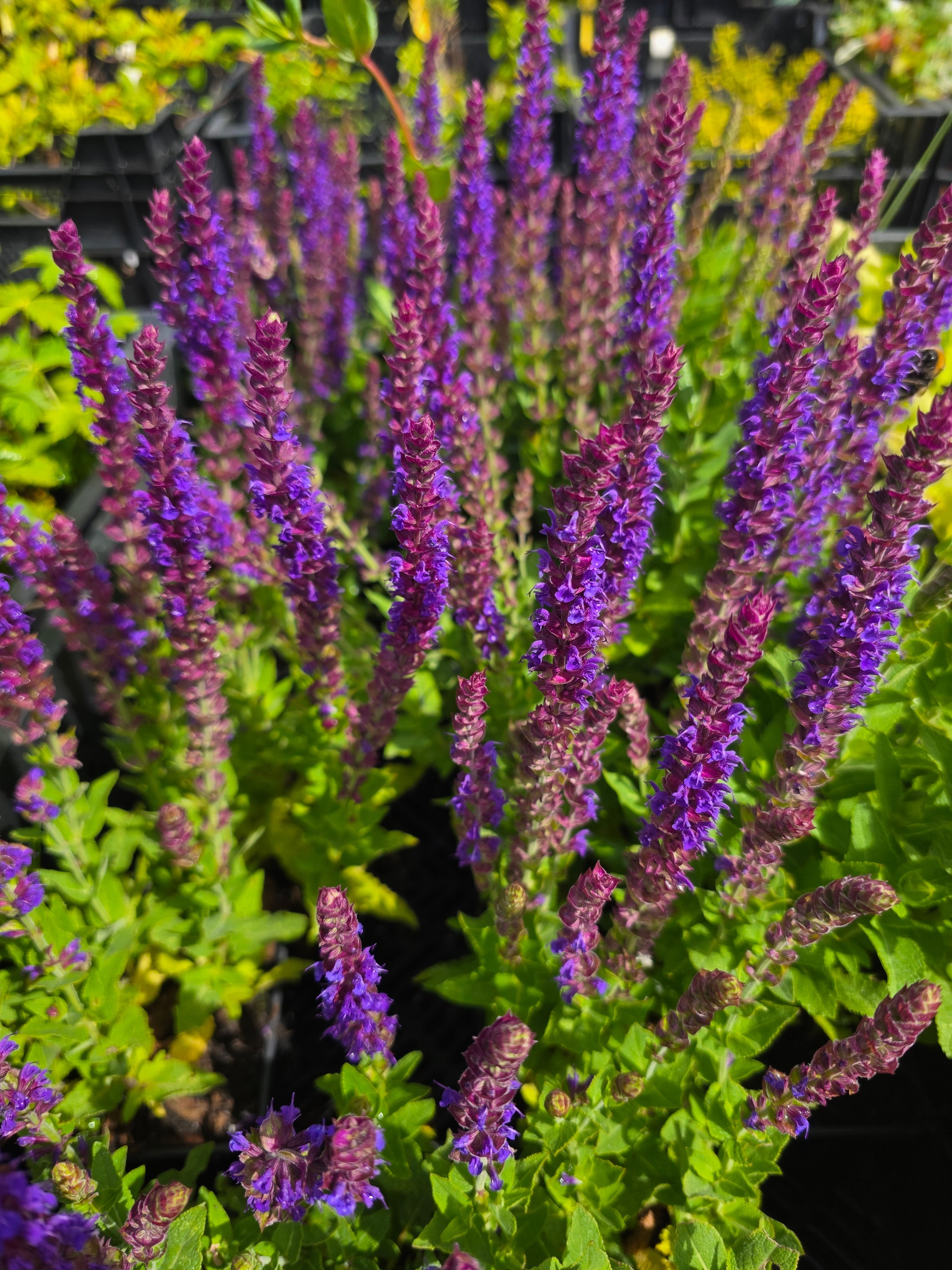 Garten-Blüten-Salbei 'Caradonna' - Salvia nemorosa 'Caradonna'