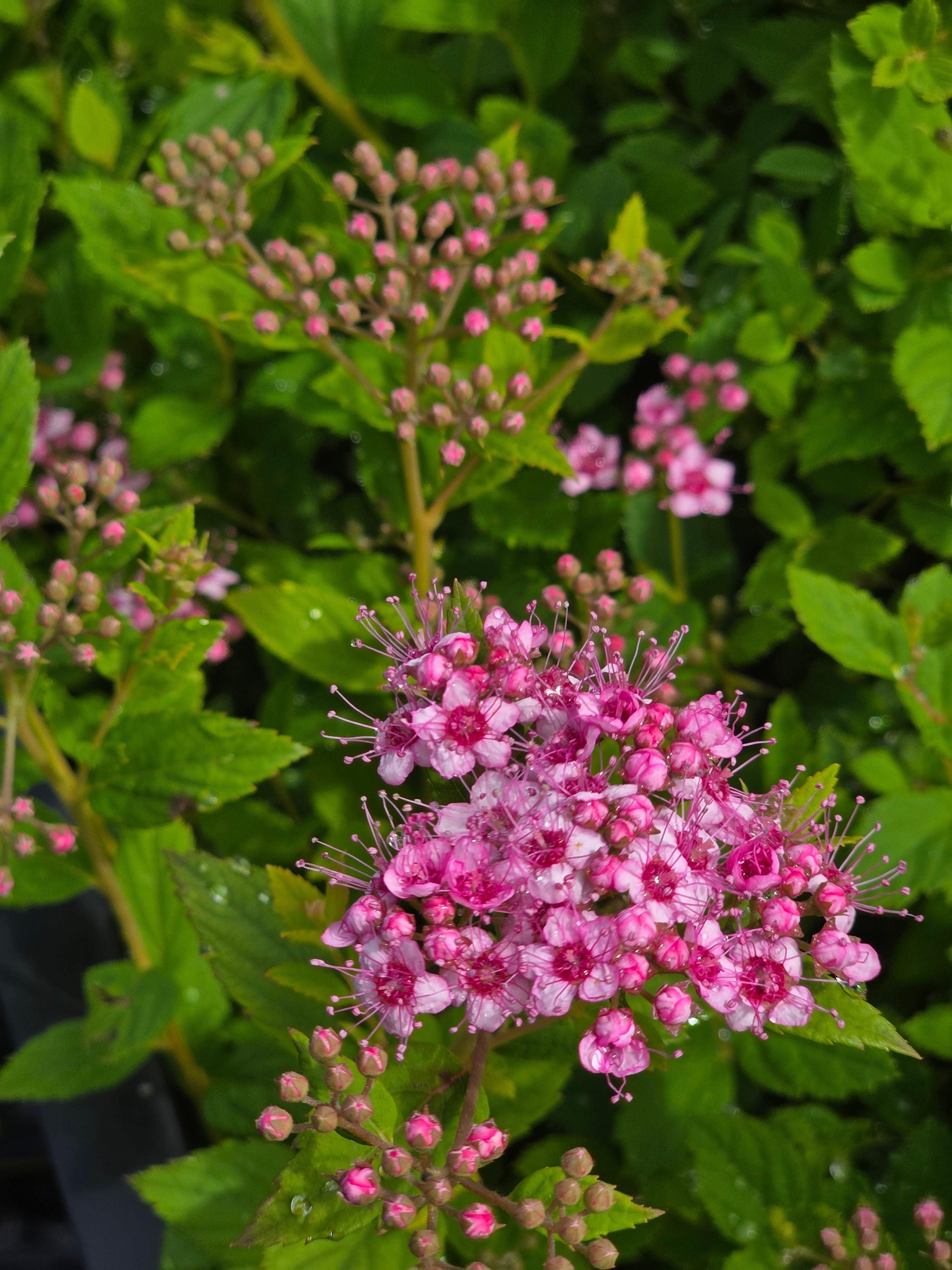 Rosa Zwergspiere - Spiraea japonica 'Little Princess'