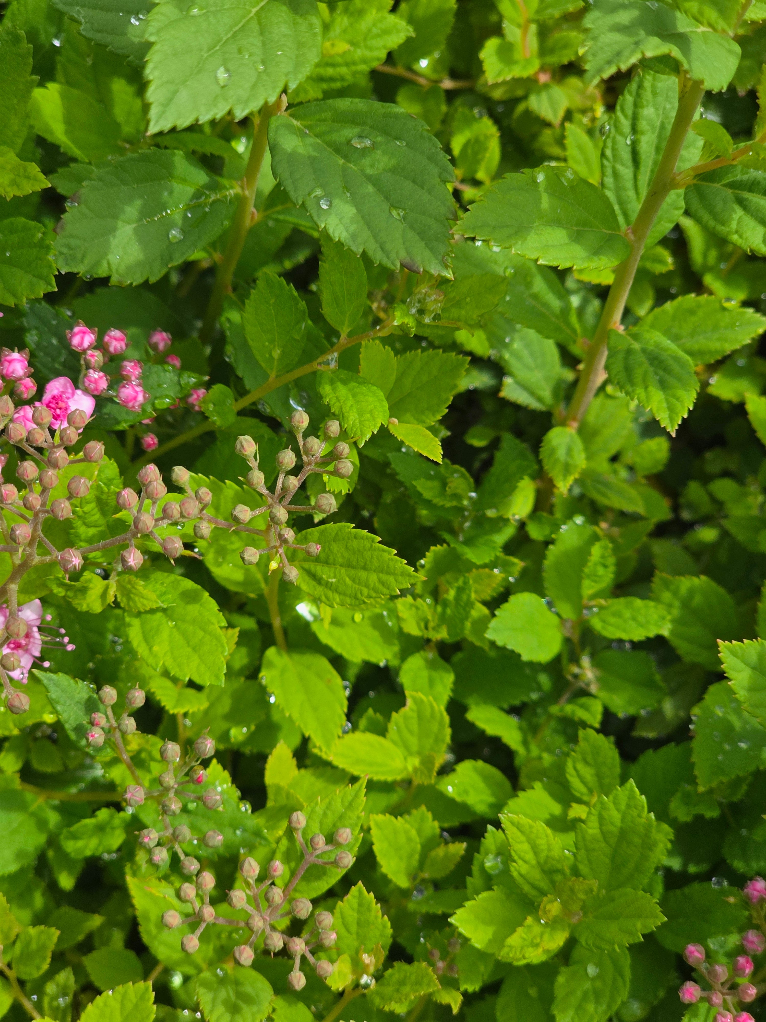 Rosa Zwergspiere - Spiraea japonica 'Little Princess'