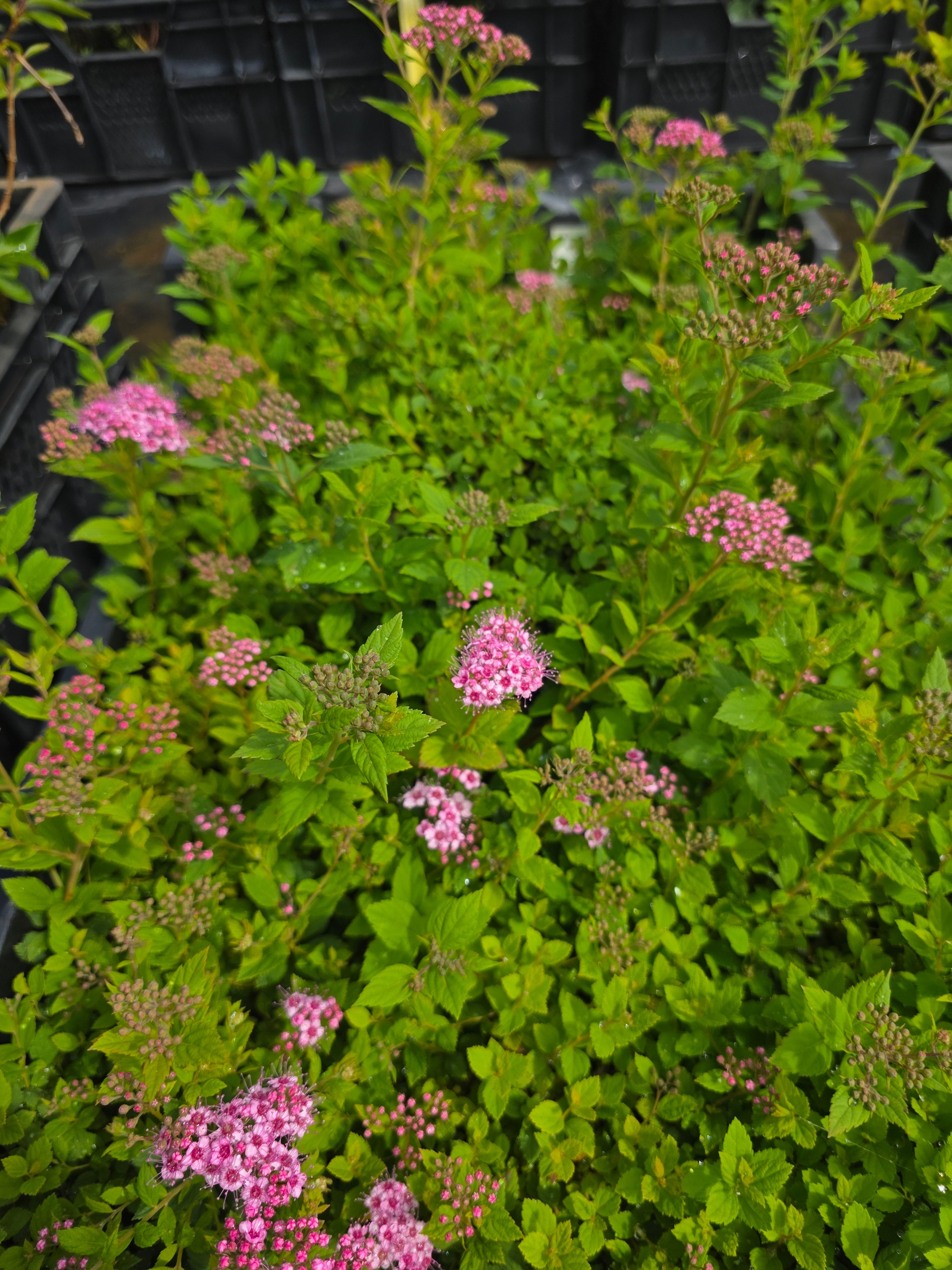 Rosa Zwergspiere - Spiraea japonica 'Little Princess'