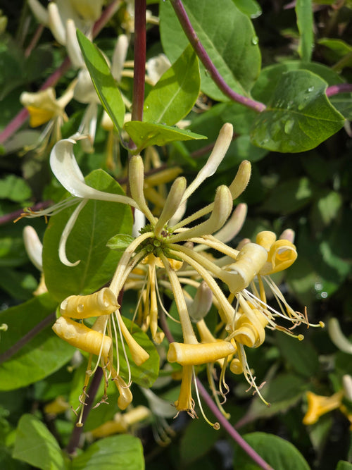 Jelängerjelieber - Lonicera caprifolium