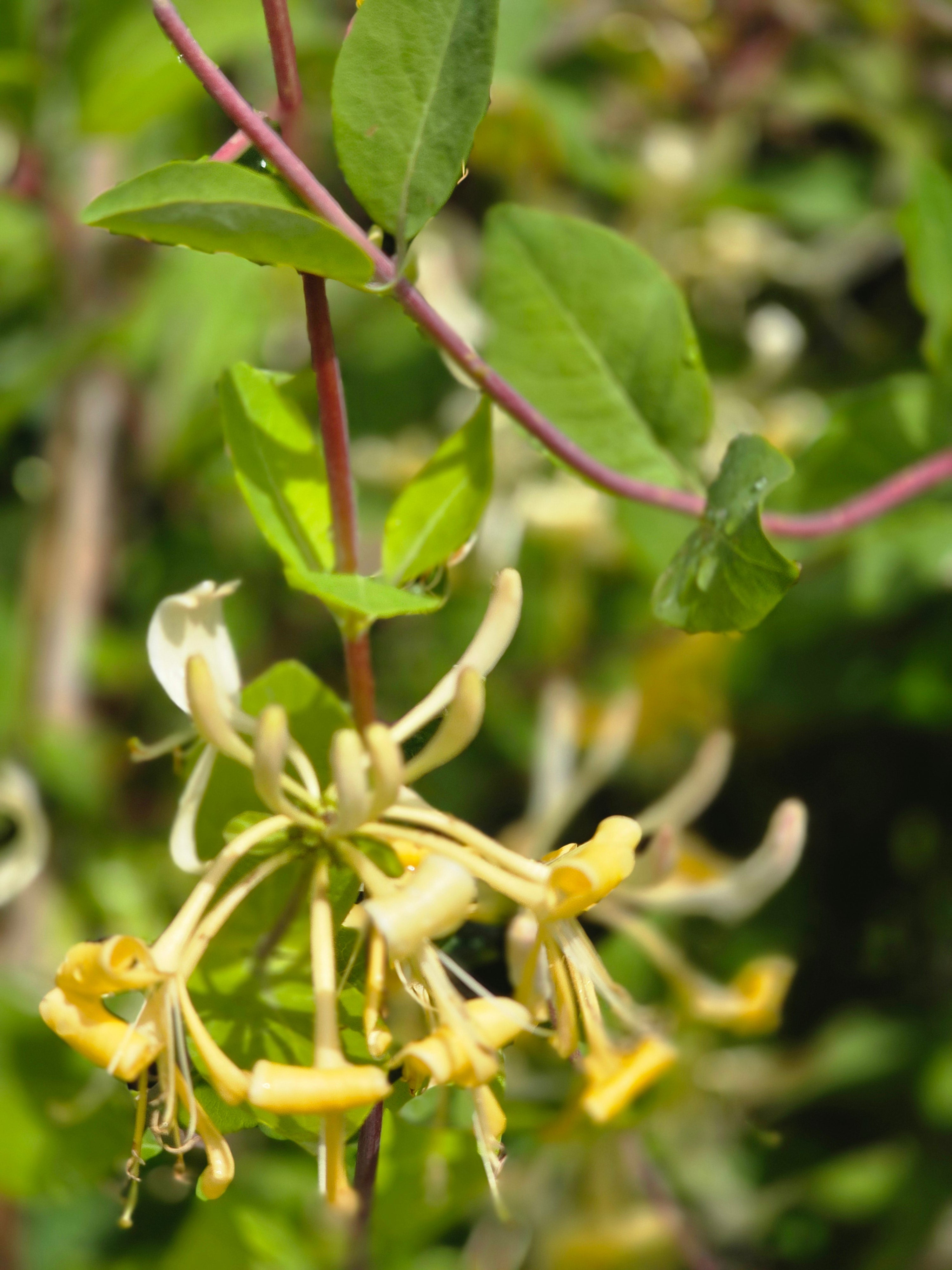 Jelängerjelieber - Lonicera caprifolium
