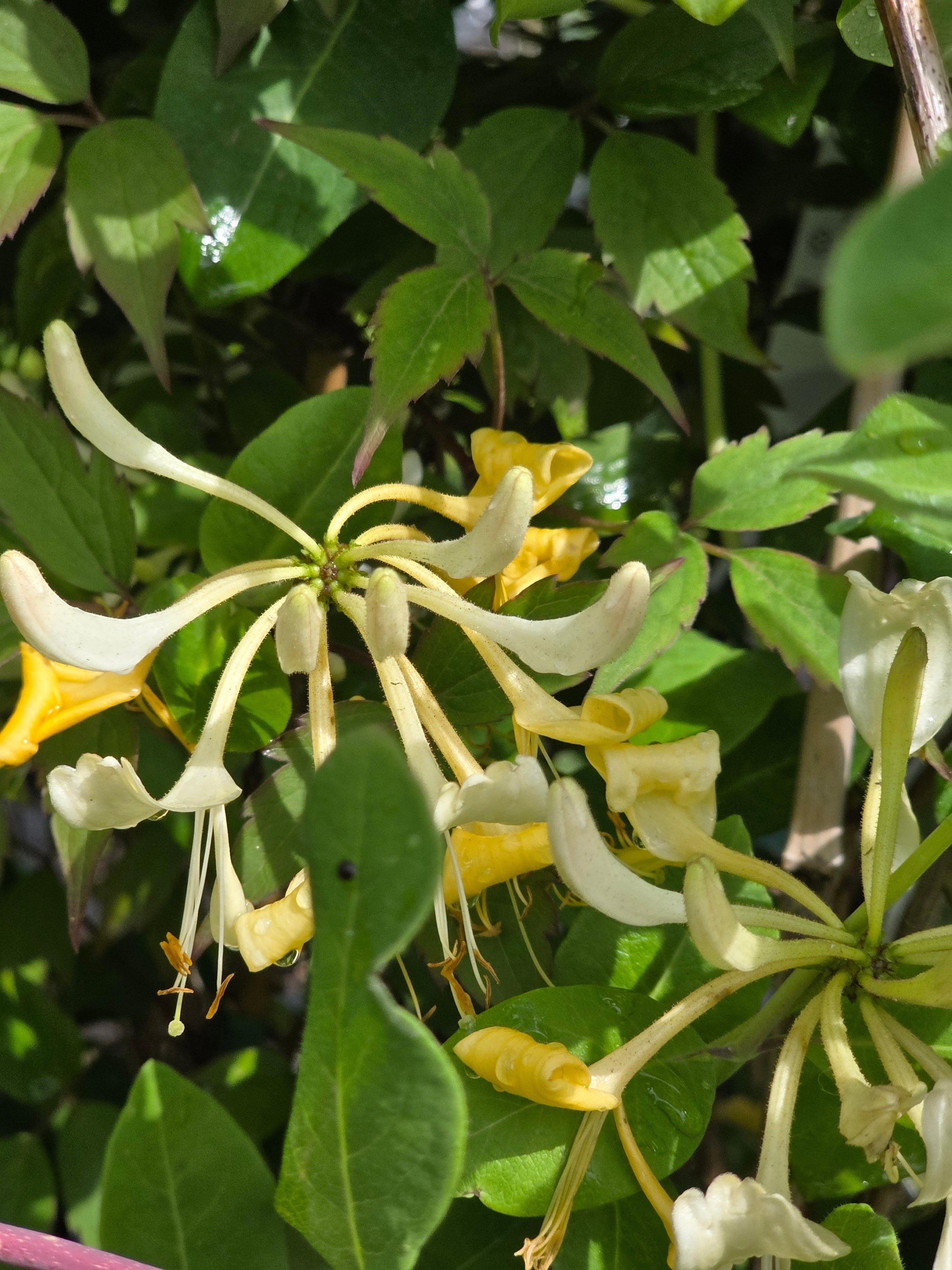 Jelängerjelieber - Lonicera caprifolium