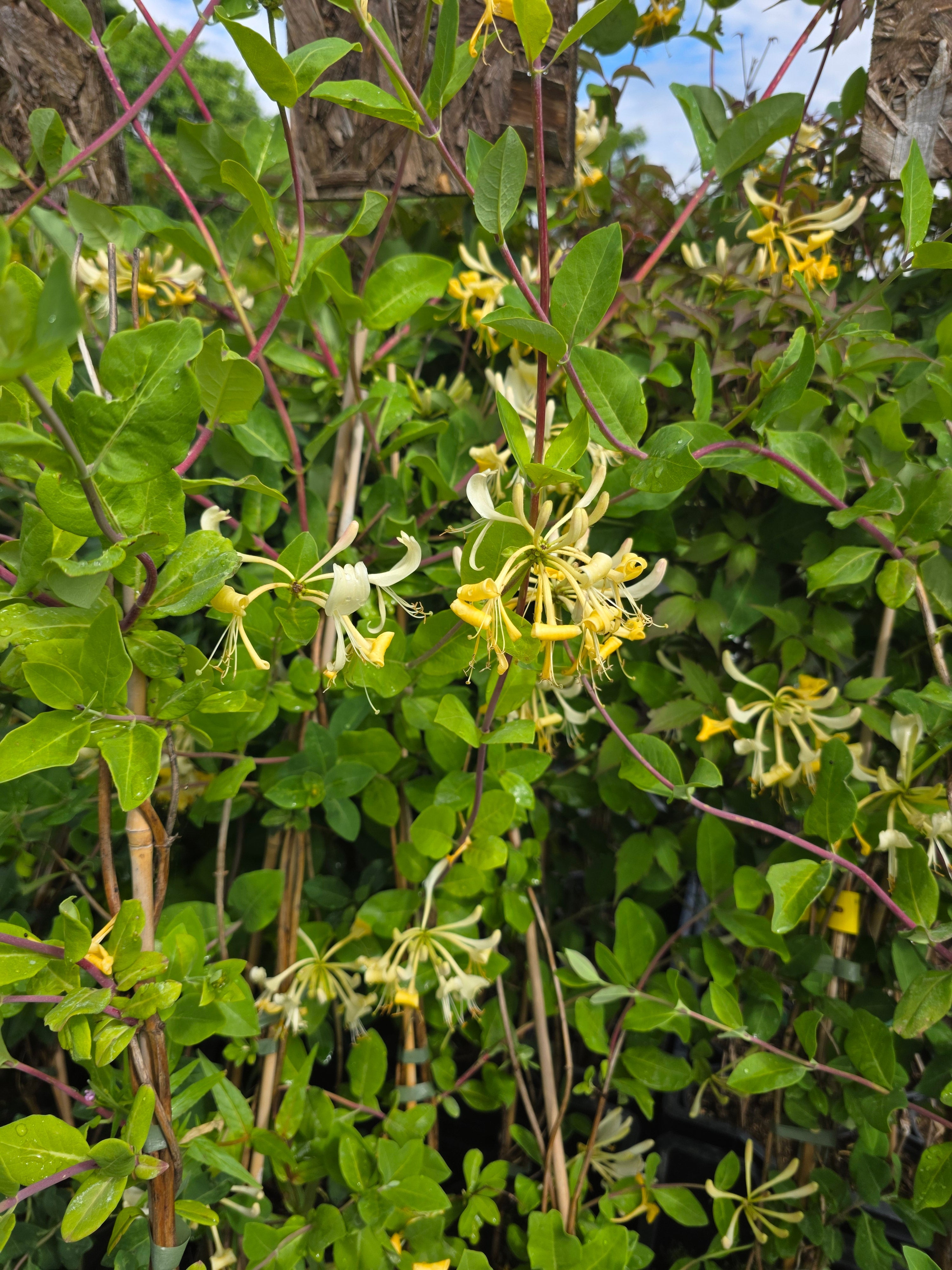 Jelängerjelieber - Lonicera caprifolium