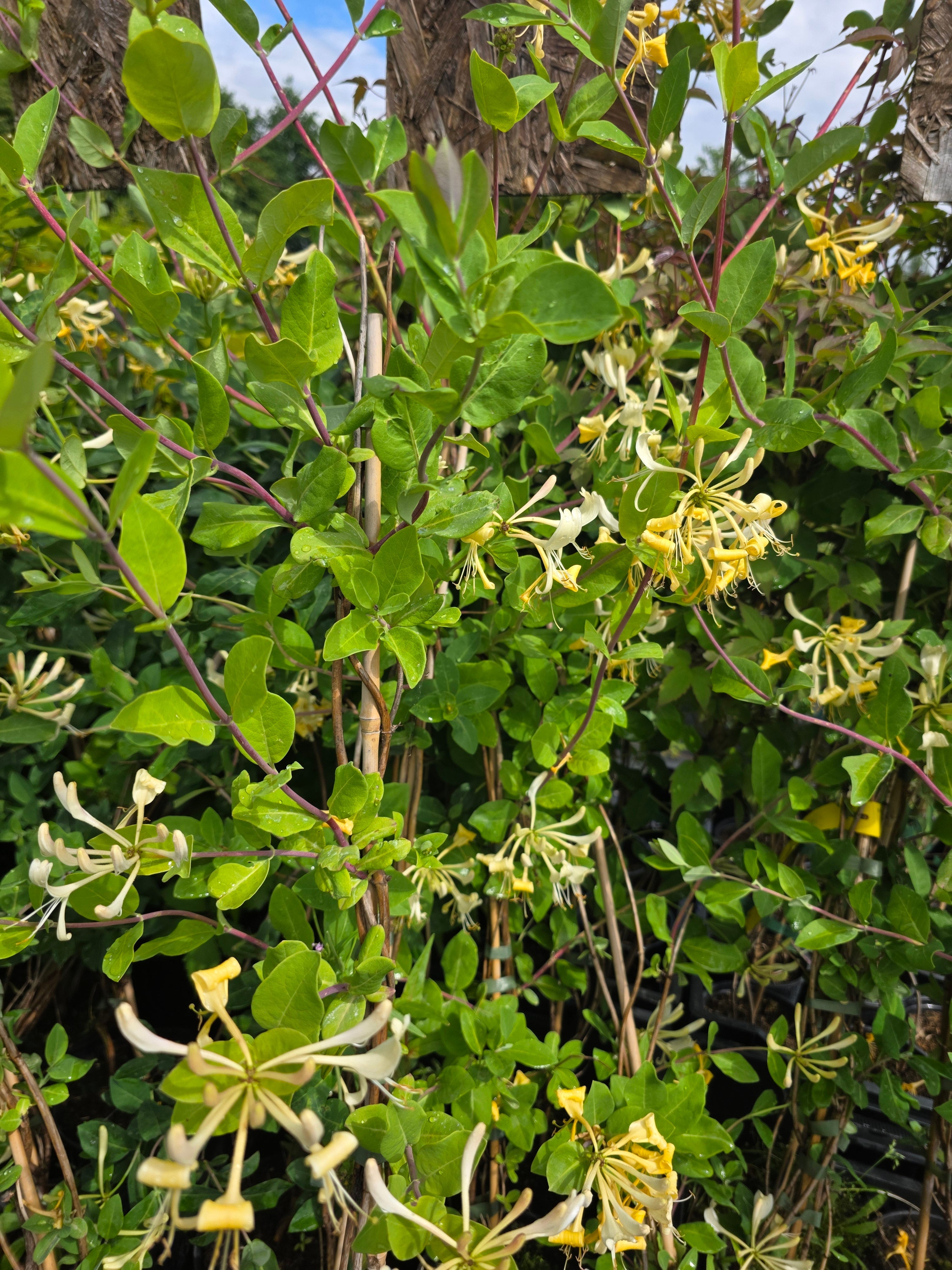 Jelängerjelieber - Lonicera caprifolium
