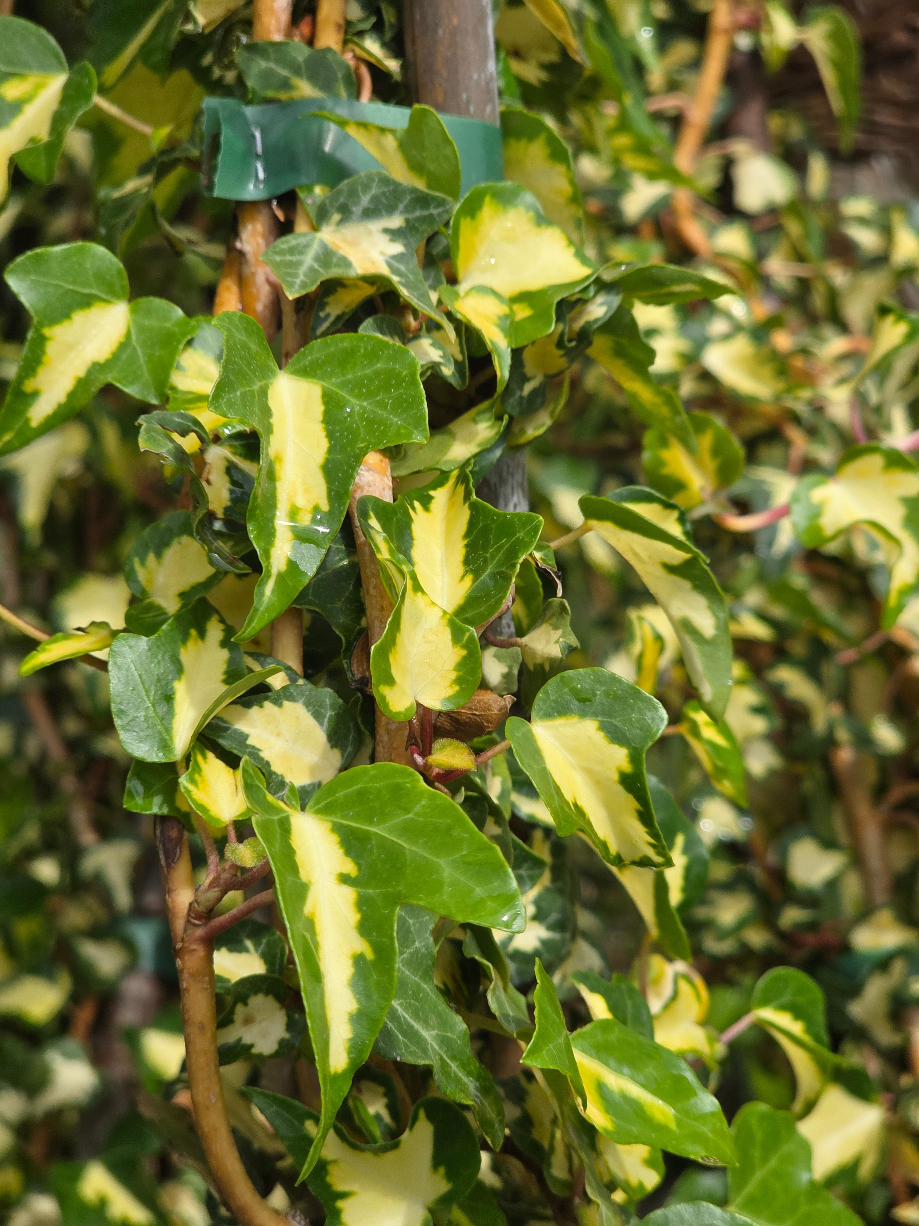 Gelbbunter Efeu - Hedera helix 'Goldheart'