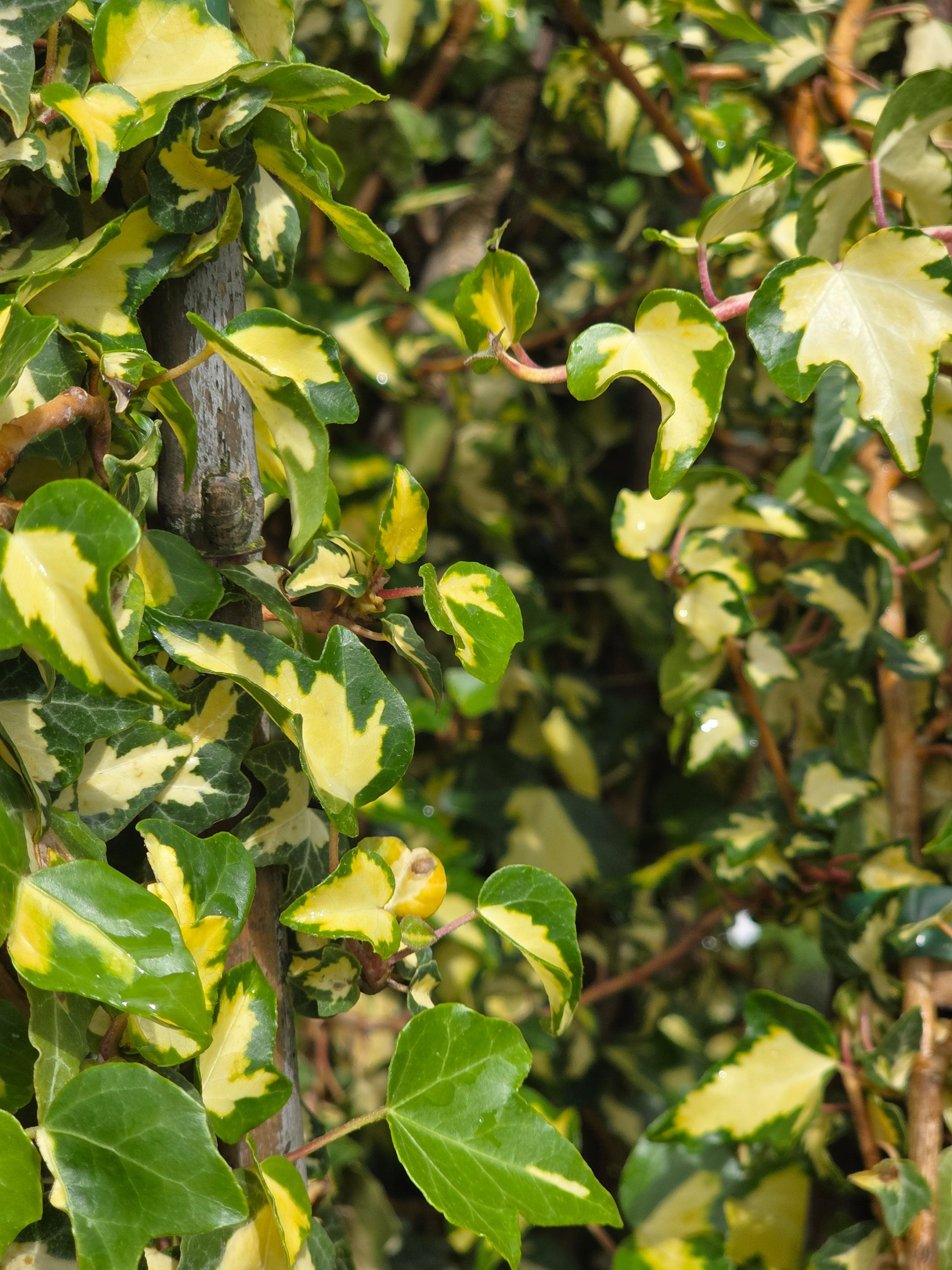 Gelbbunter Efeu - Hedera helix 'Goldheart'