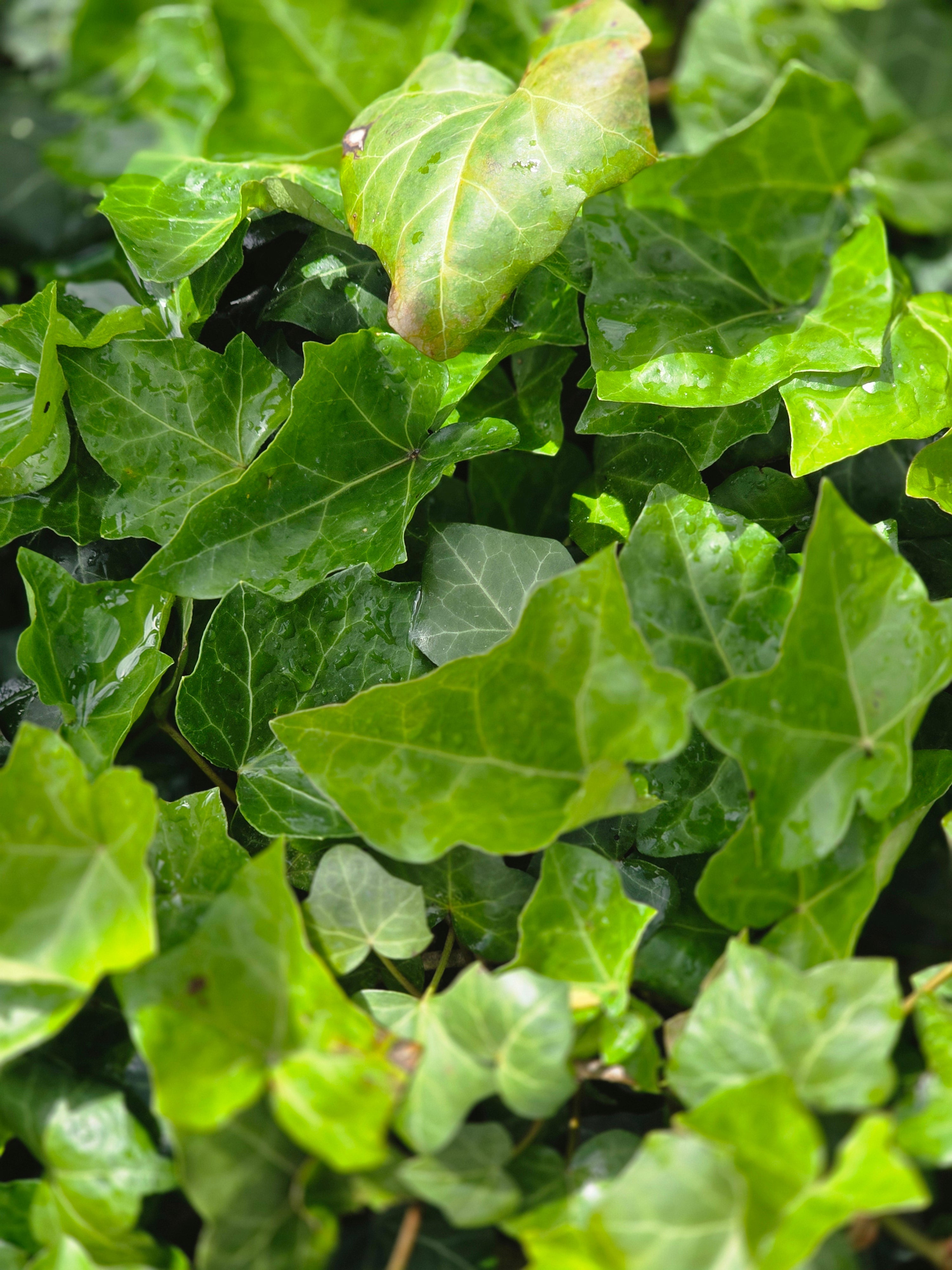 Großblättriger irischer Efeu - Hedera helix hibernica