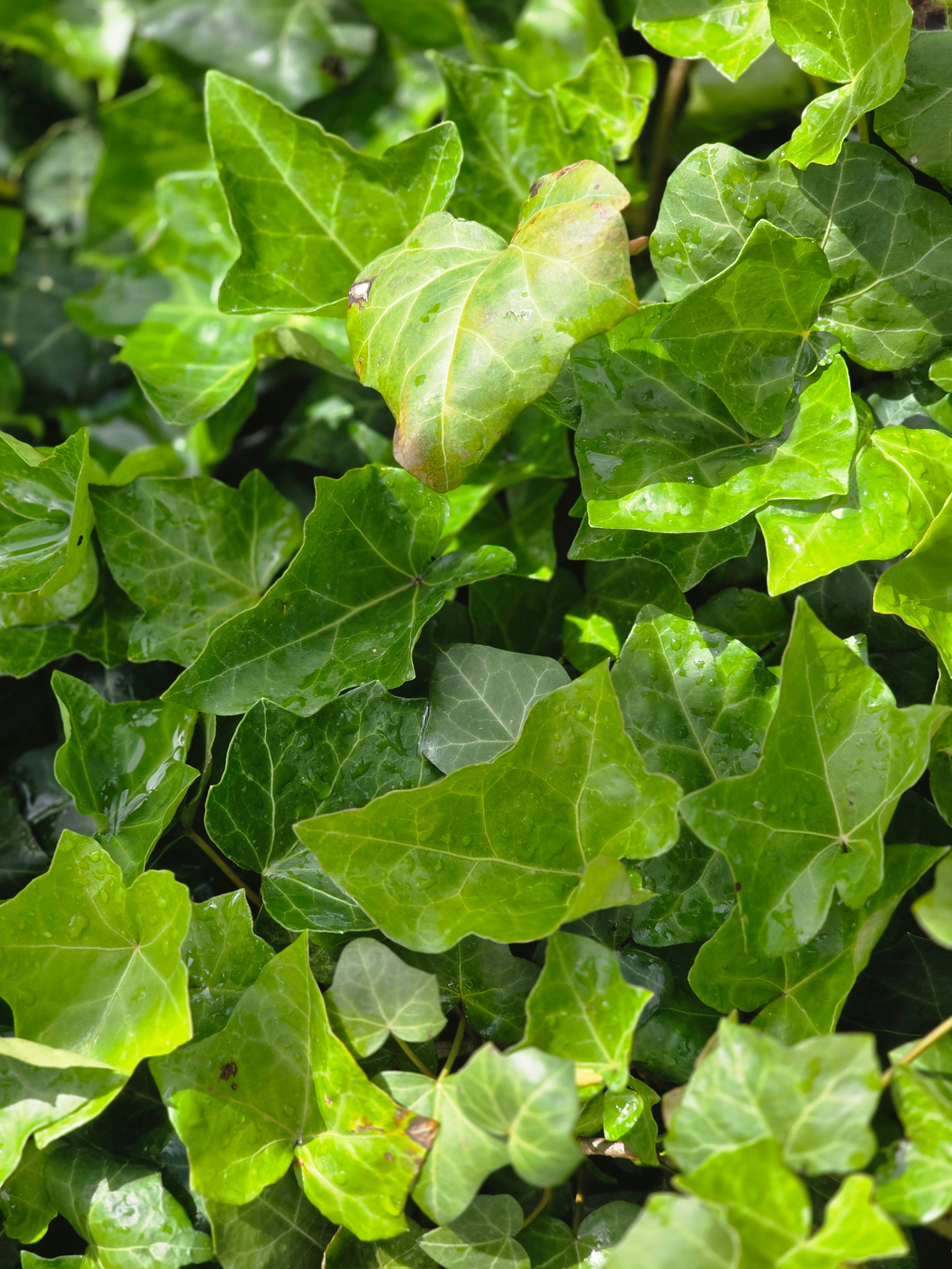 Großblättriger irischer Efeu - Hedera helix hibernica