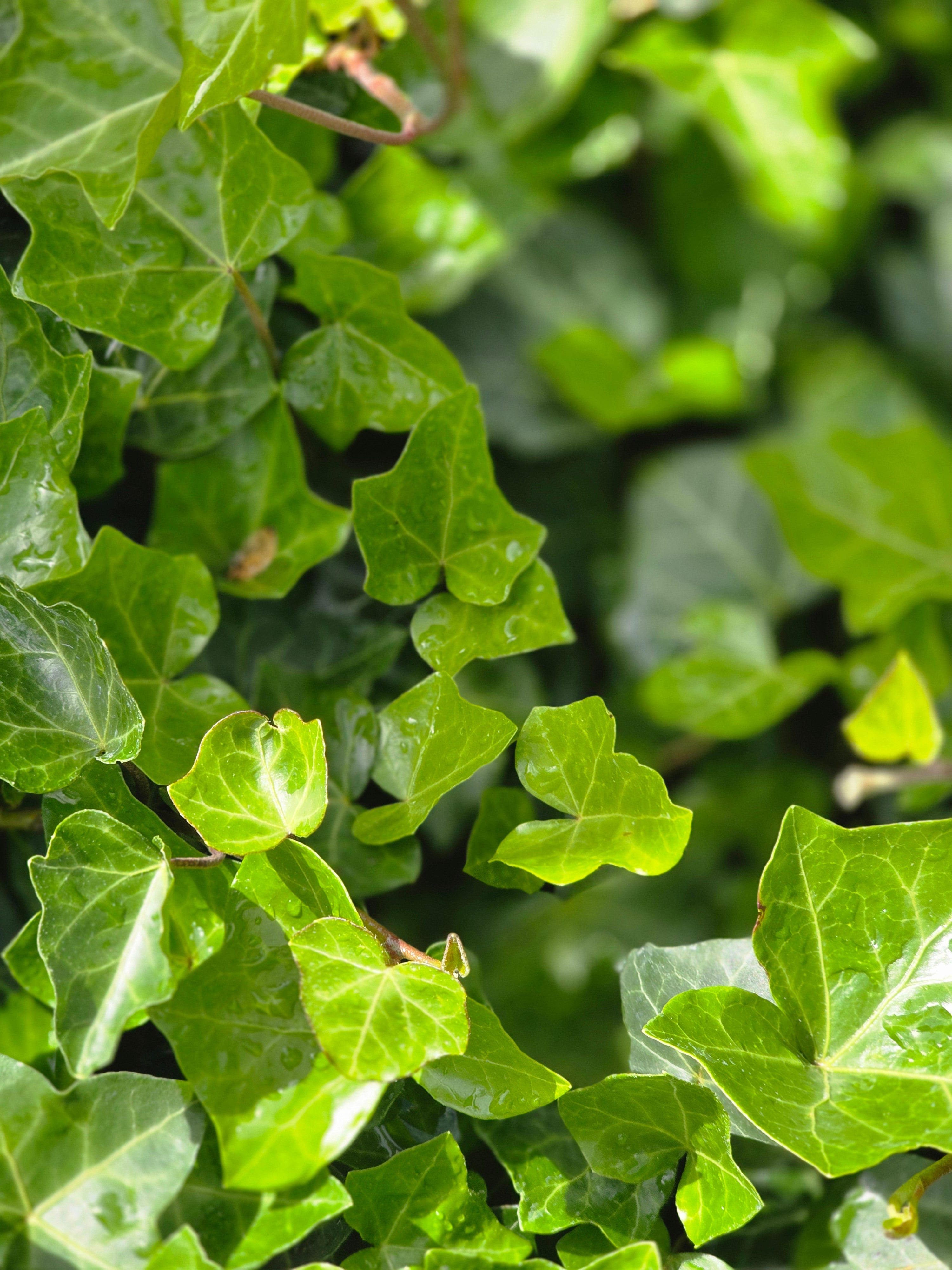 Großblättriger irischer Efeu - Hedera helix hibernica