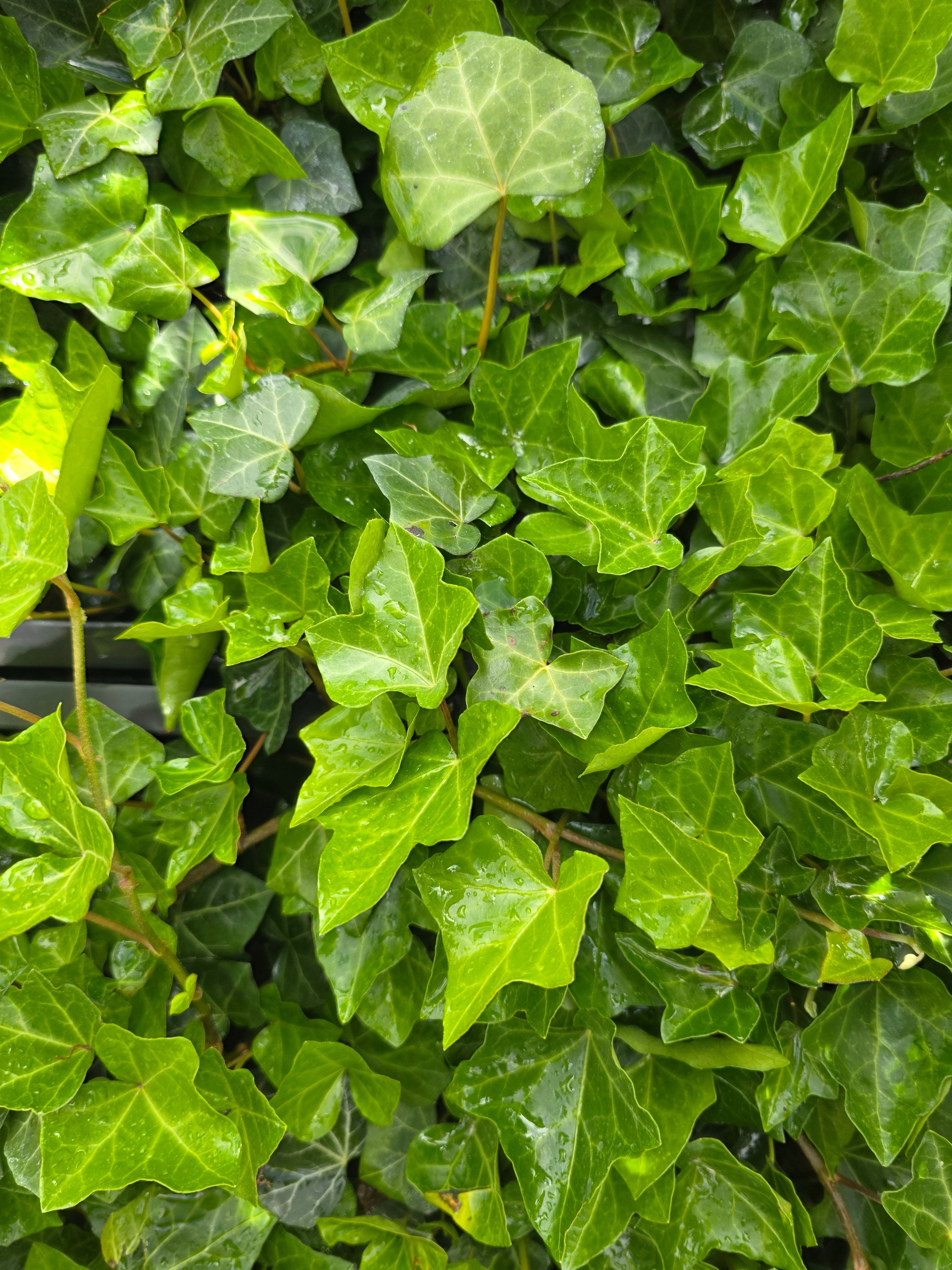 Großblättriger irischer Efeu - Hedera helix hibernica