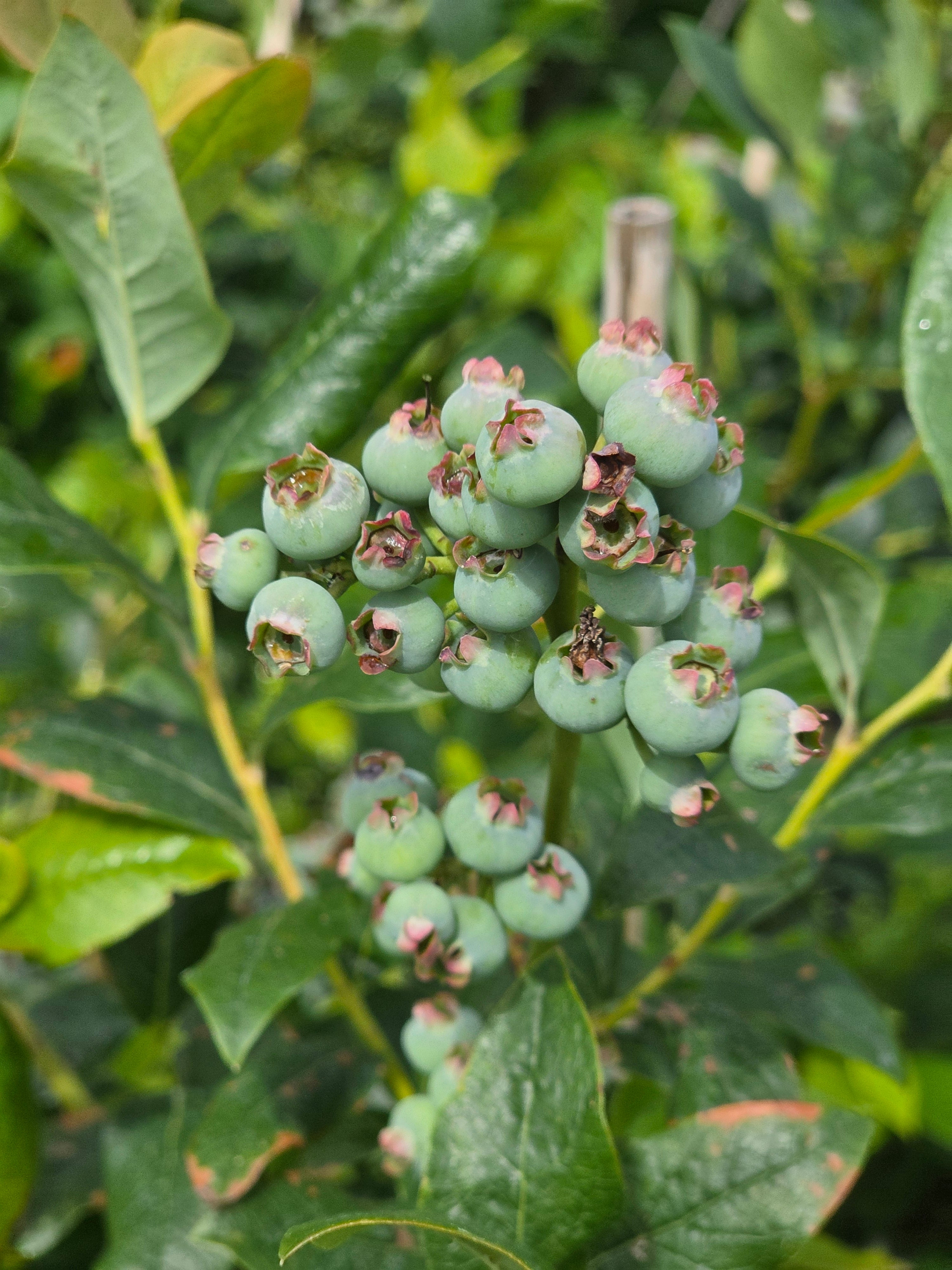 Heidelbeere 'Goldtraube' - Vaccinium corymbosum 'Goldtraube'