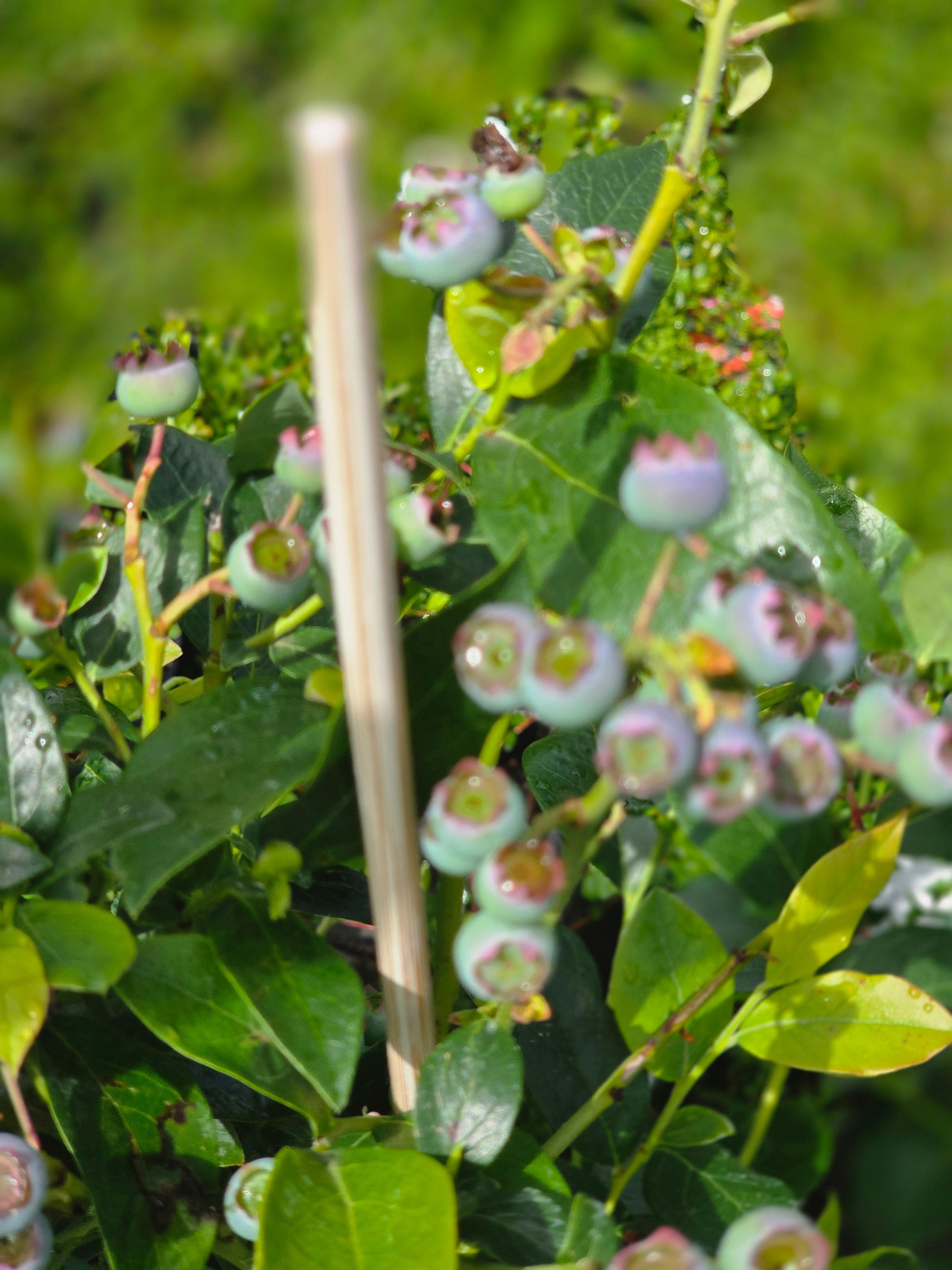 Heidelbeere 'Stanley' - Vaccinium corymb.'Stanley'