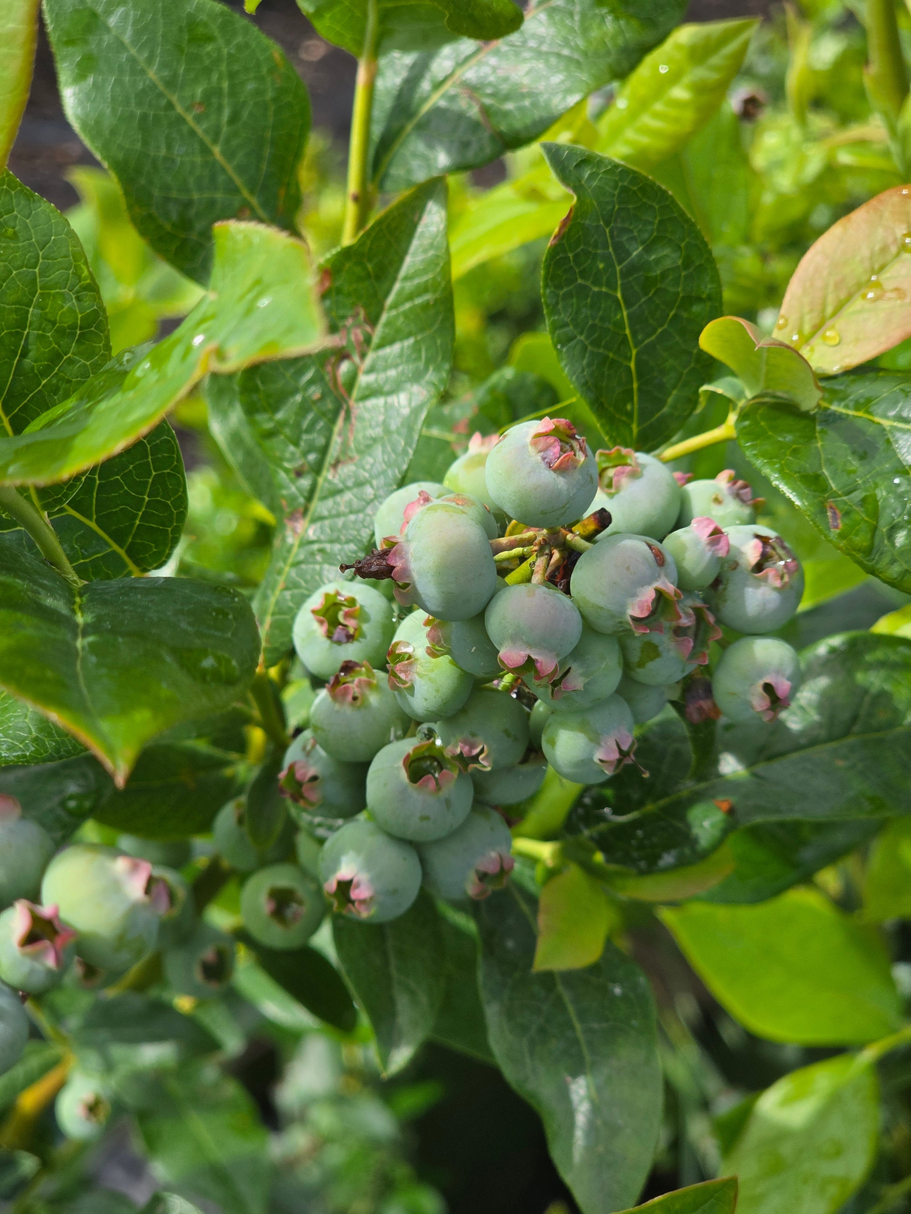 Heidelbeere 'Bluecrop' - Vaccinium corymbosum 'Bluecrop'