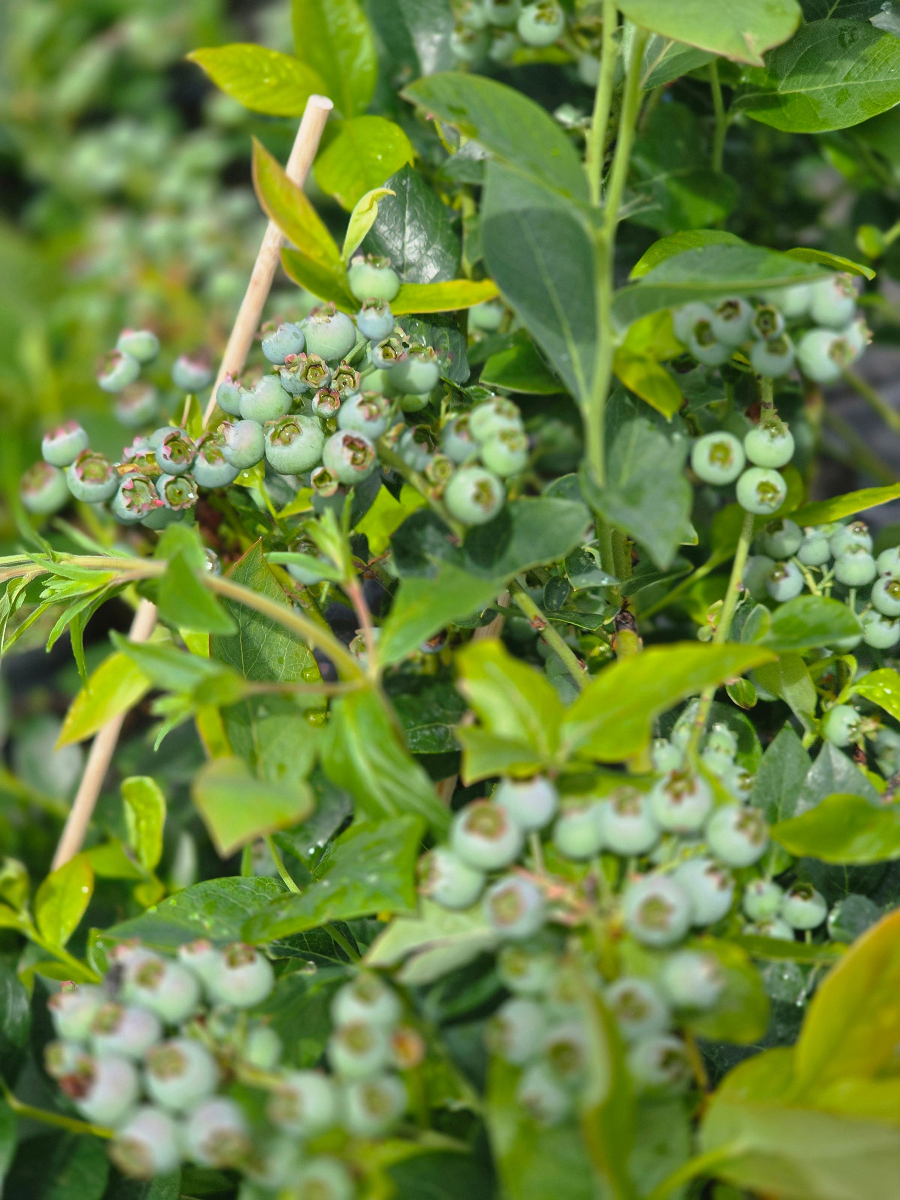 Heidelbeere 'Goldtraube 71' - Vaccinium corymb.'Goldtraube 71'