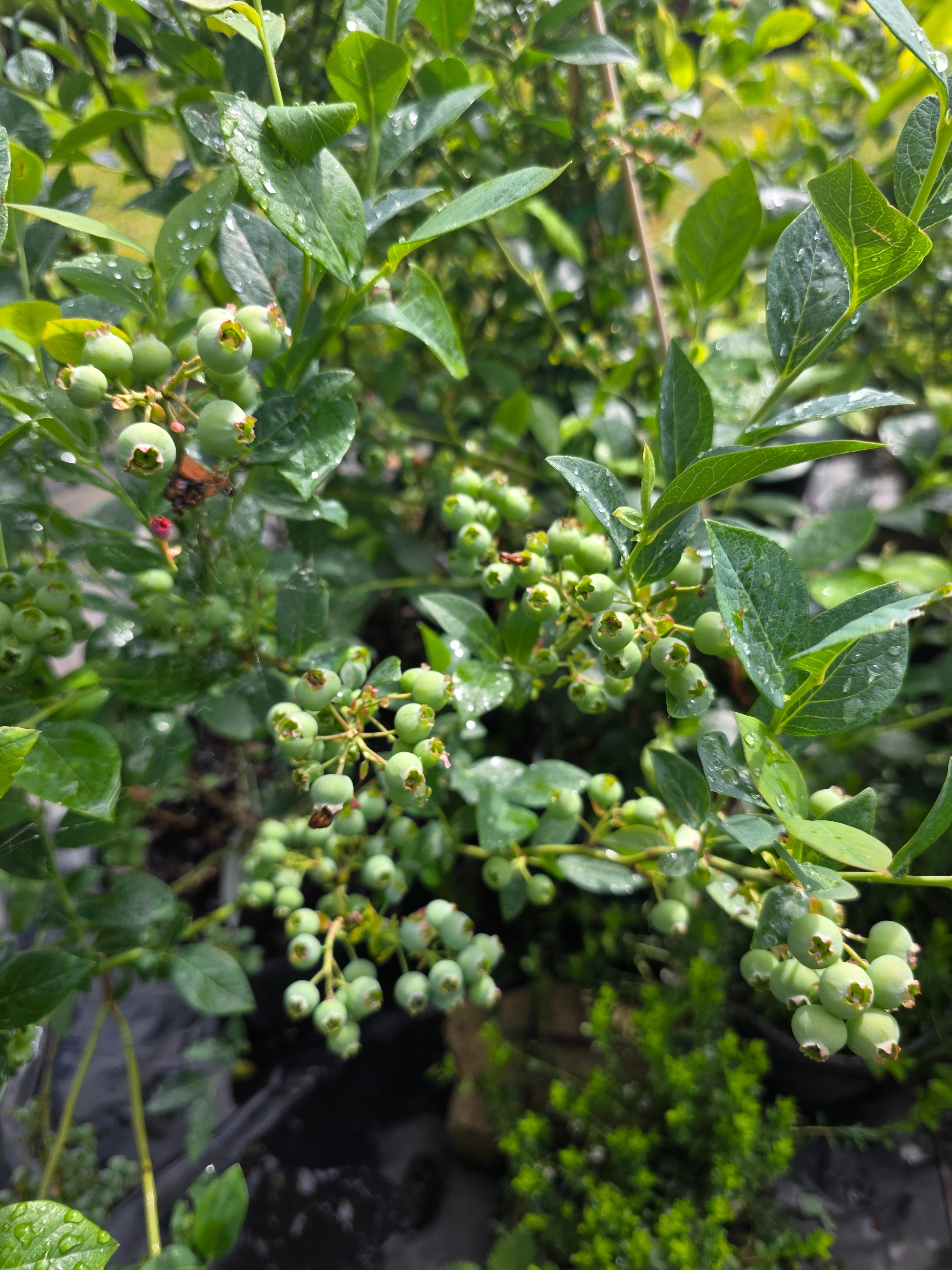 Heidelbeere 'Goldtraube 71' - Vaccinium corymb.'Goldtraube 71'
