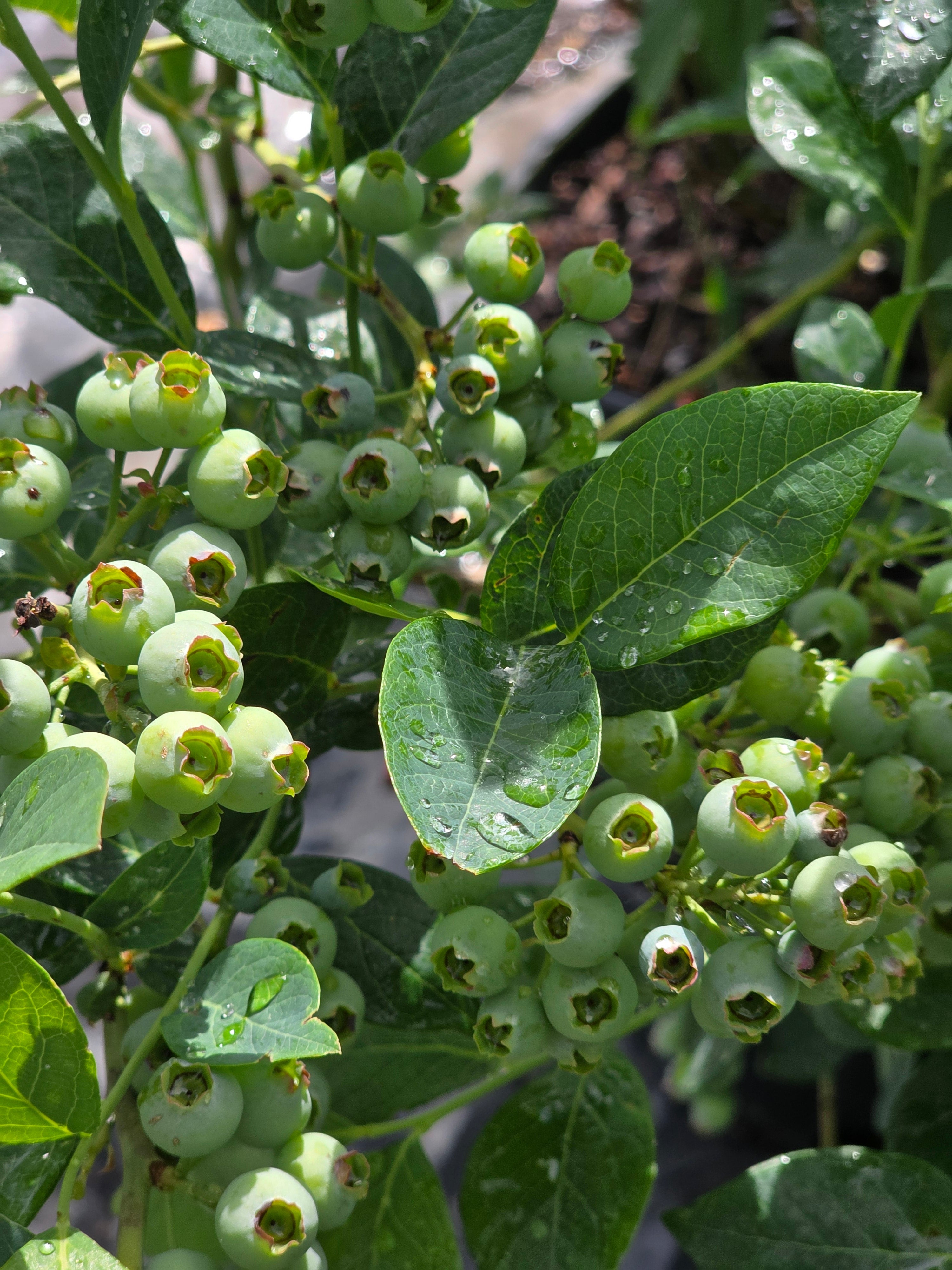 Heidelbeere 'Patriot' - Vaccinium corymbosum 'Patriot'