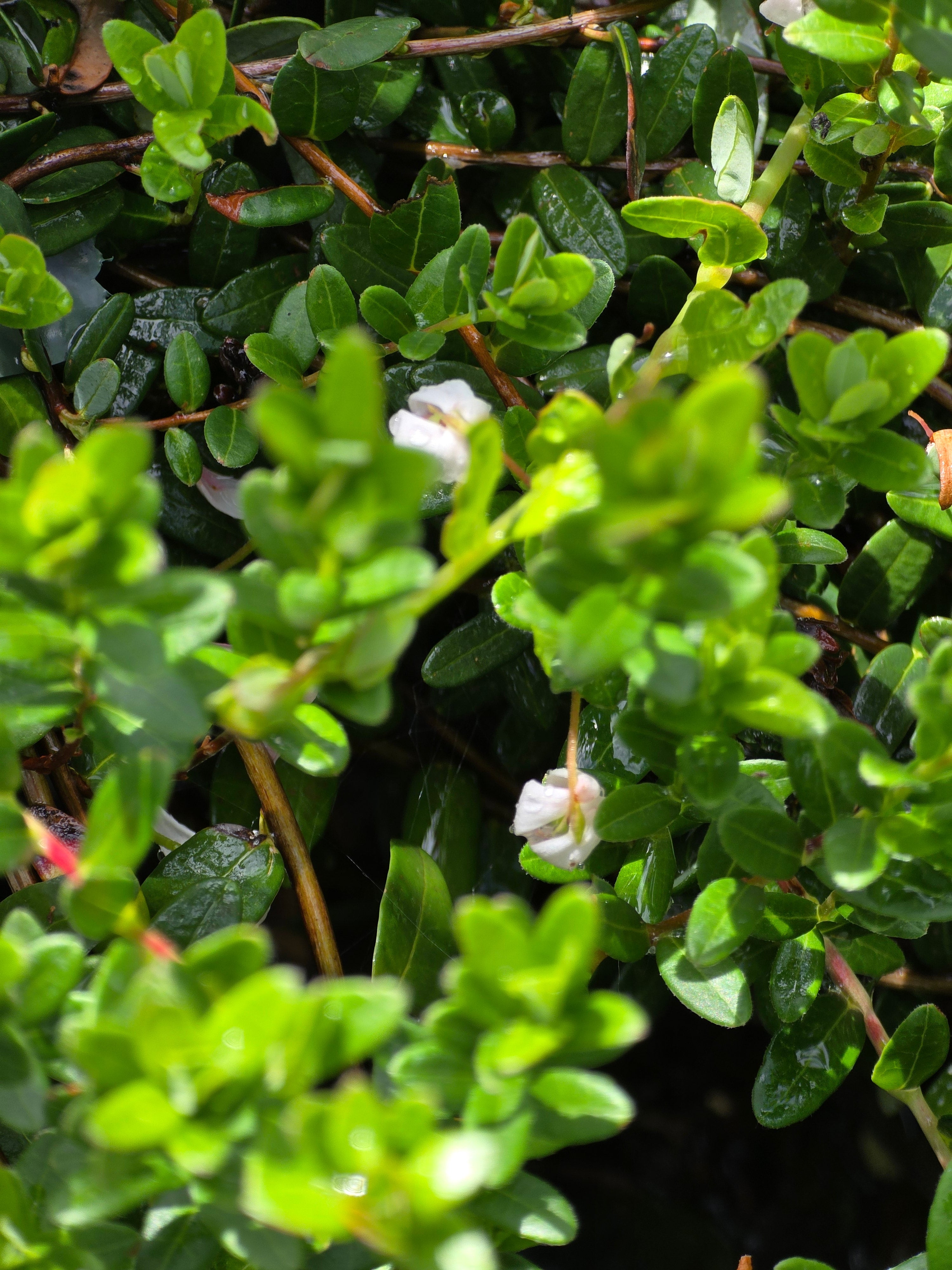 Preiselbeere - Vaccinium vitis-idaea