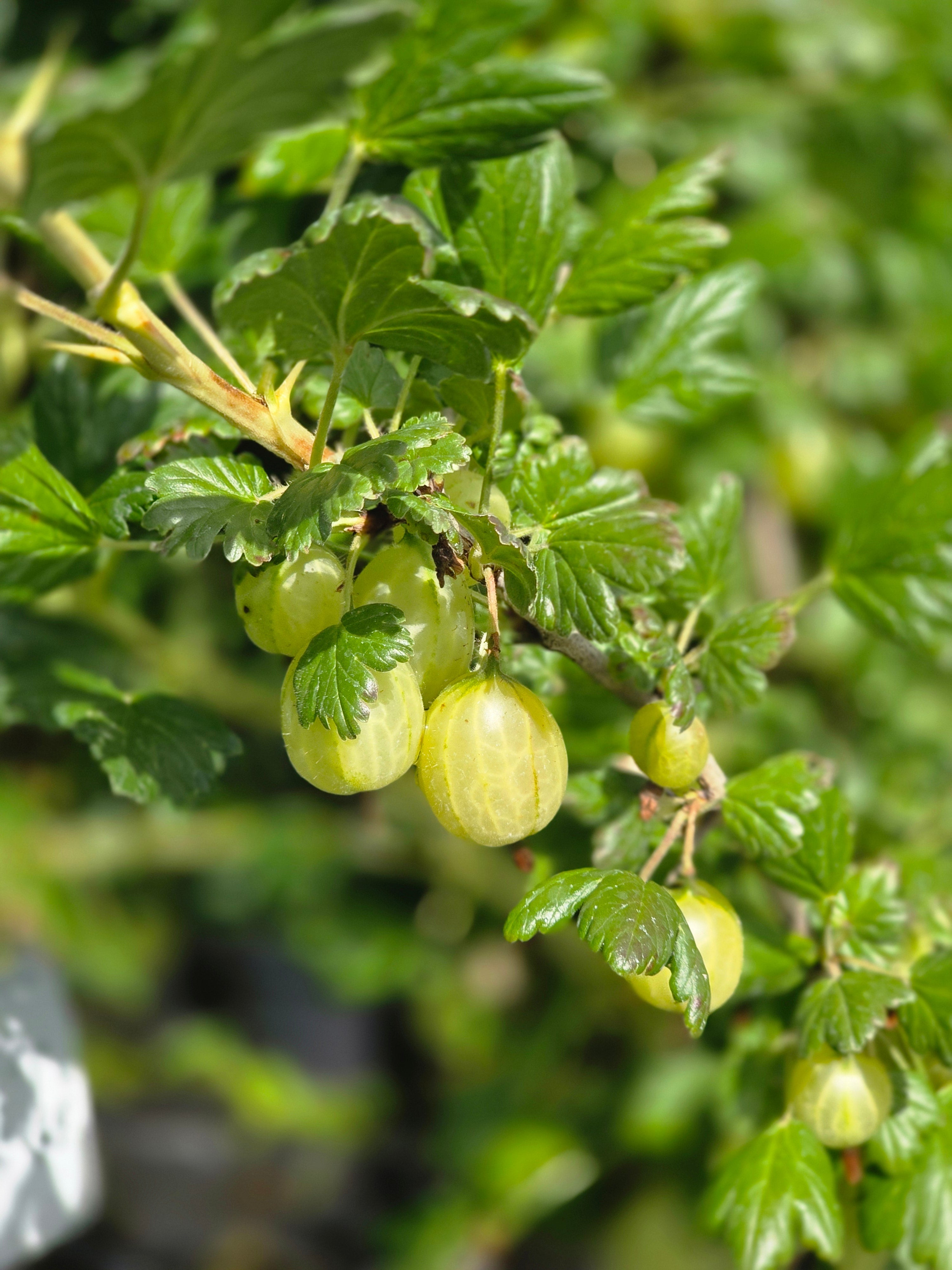 Stachelbeere 'Invicta' - Ribes uva-crispa 'Invicta' CAC