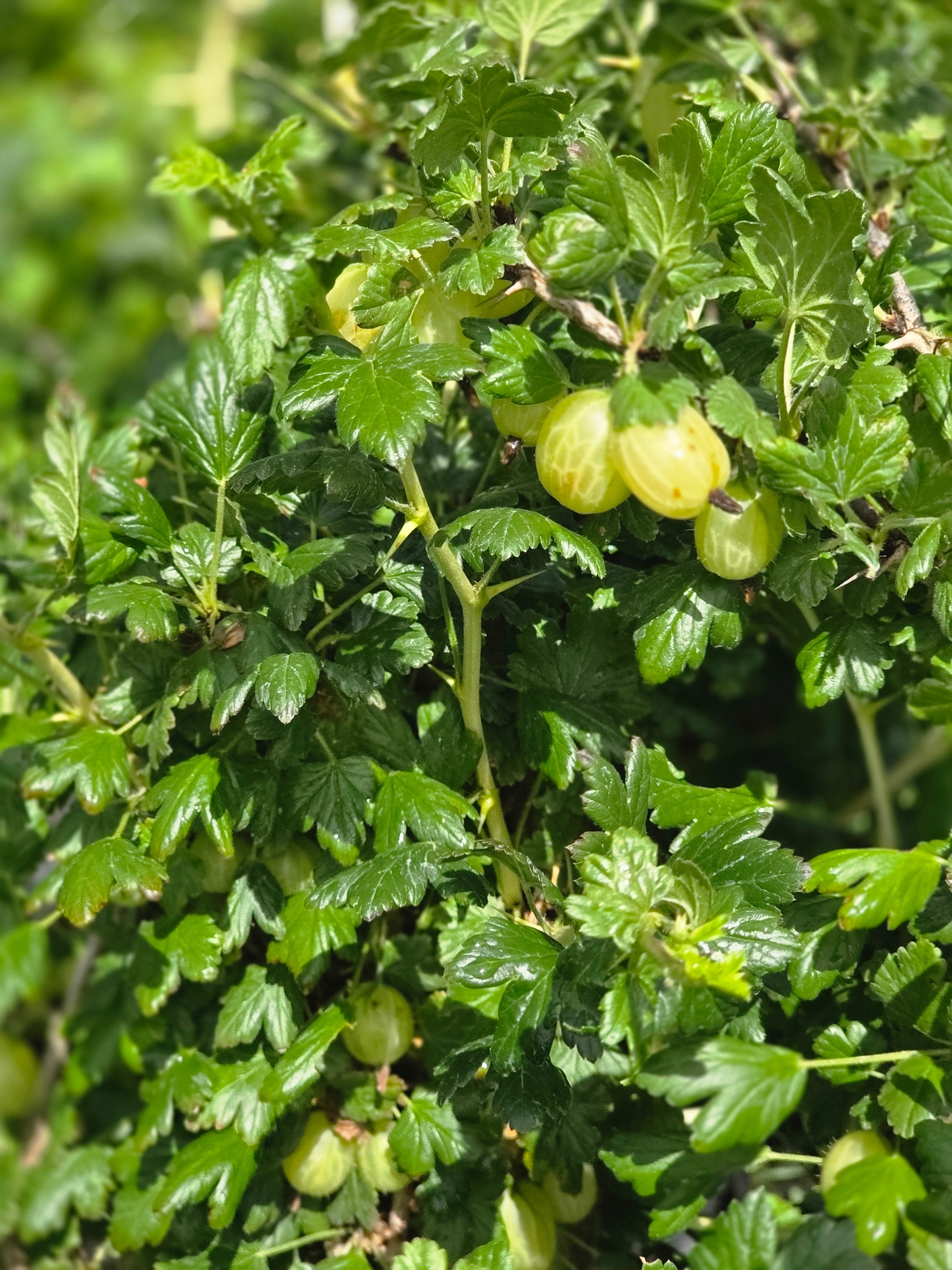 Stachelbeere 'Invicta' - Ribes uva-crispa 'Invicta' CAC