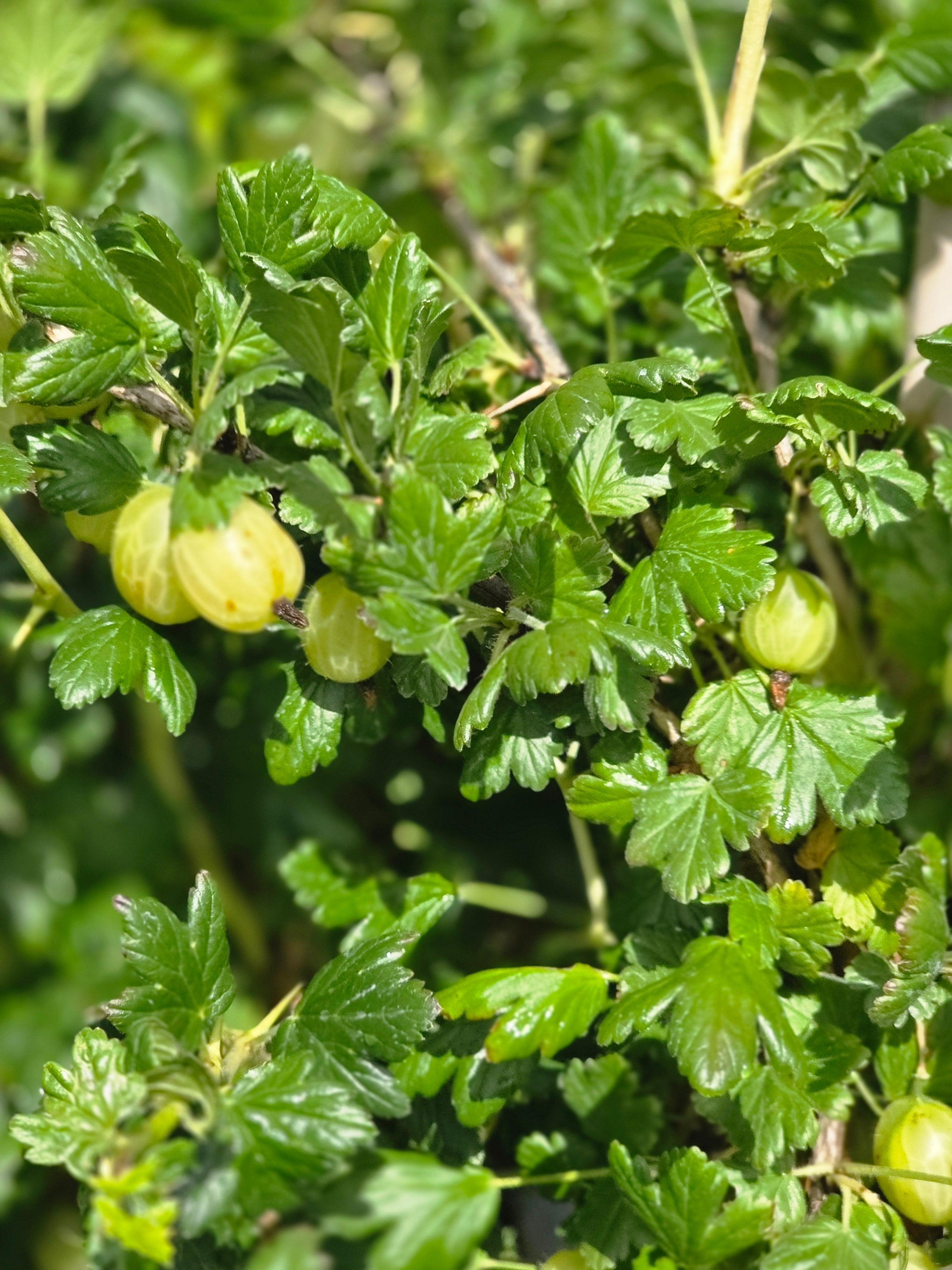 Stachelbeere 'Invicta' - Ribes uva-crispa 'Invicta' CAC