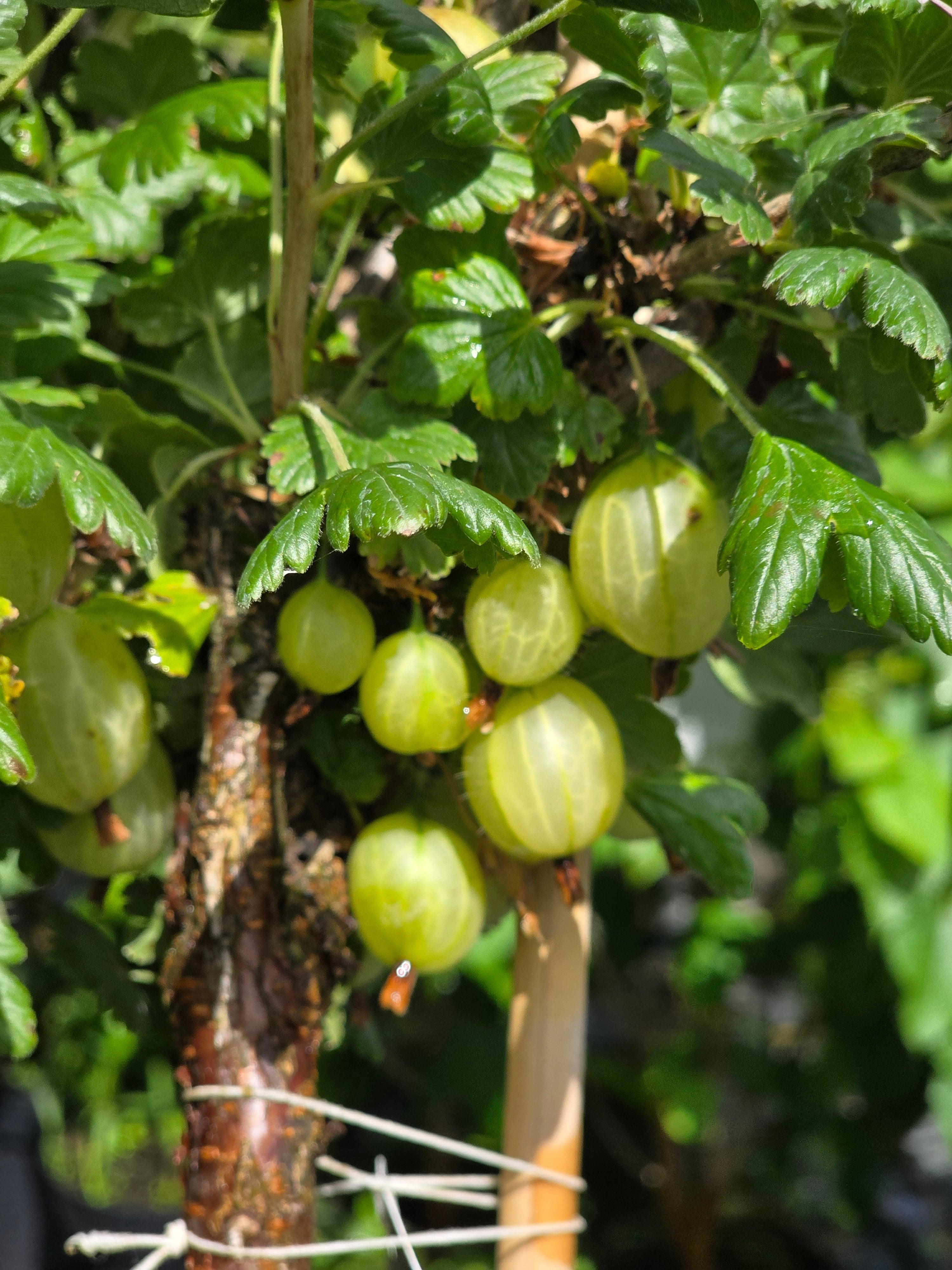 Stachelbeere 'Invicta' - Ribes uva-crispa 'Invicta' CAC