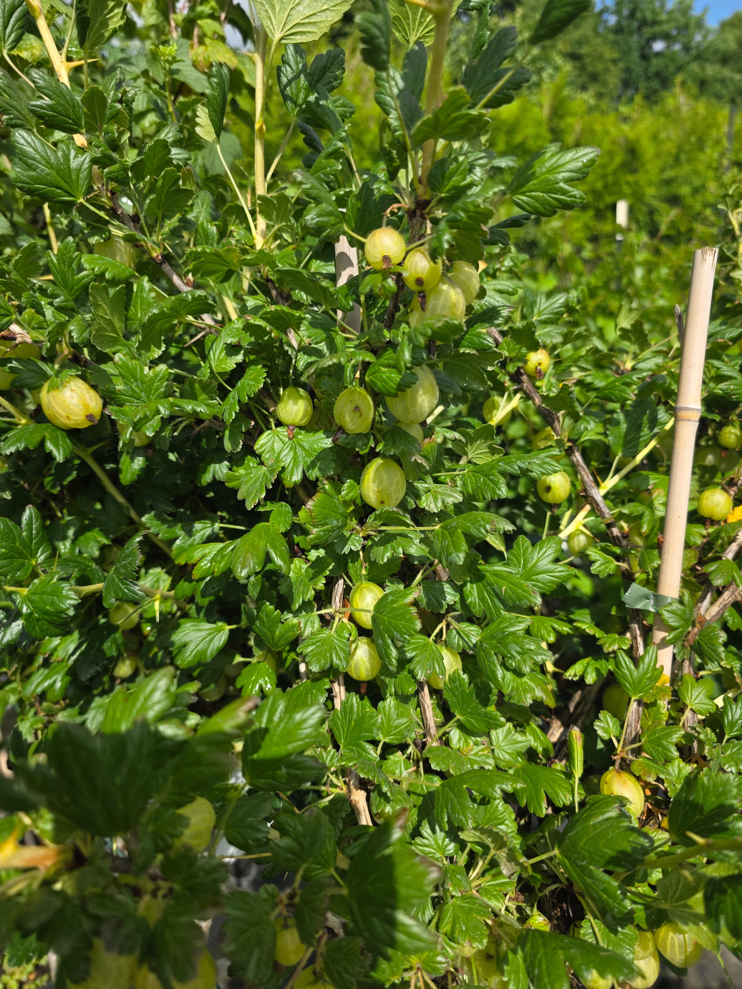 Stachelbeere 'Invicta' - Ribes uva-crispa 'Invicta' CAC