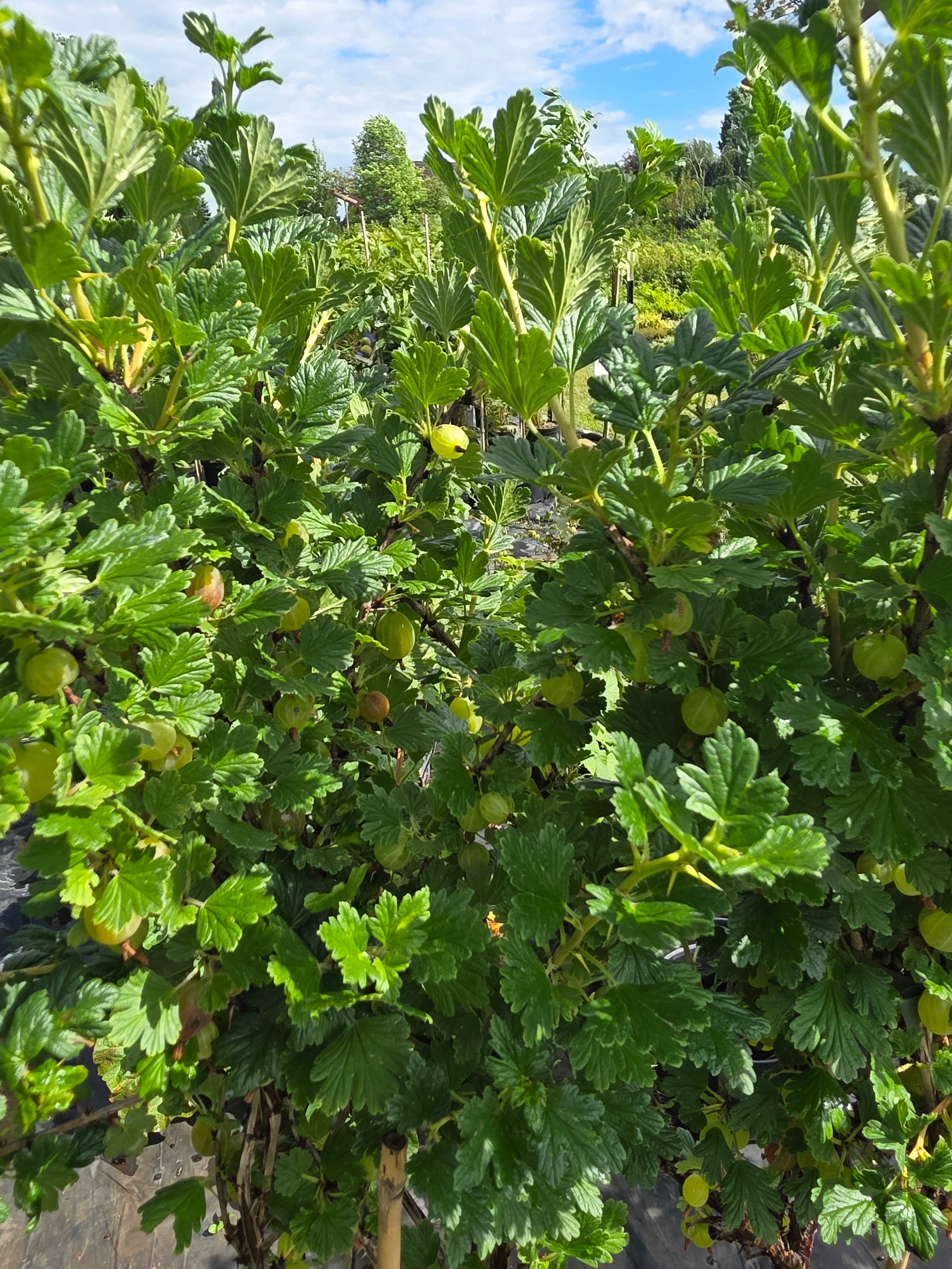 Stachelbeere 'Invicta' - Ribes uva-crispa 'Invicta' CAC