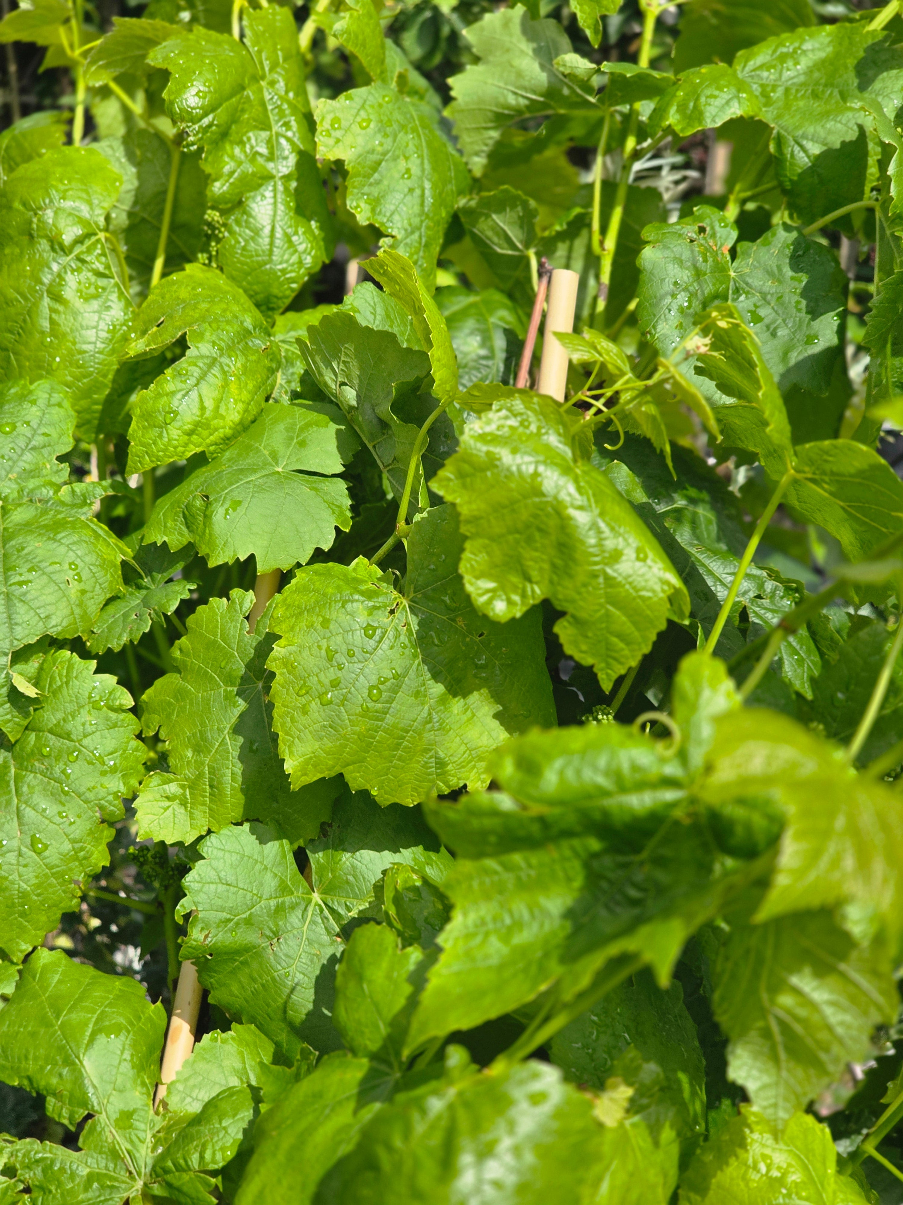 Tafeltraube 'Lakemont' ® - Vitis 'Lakemont' ®