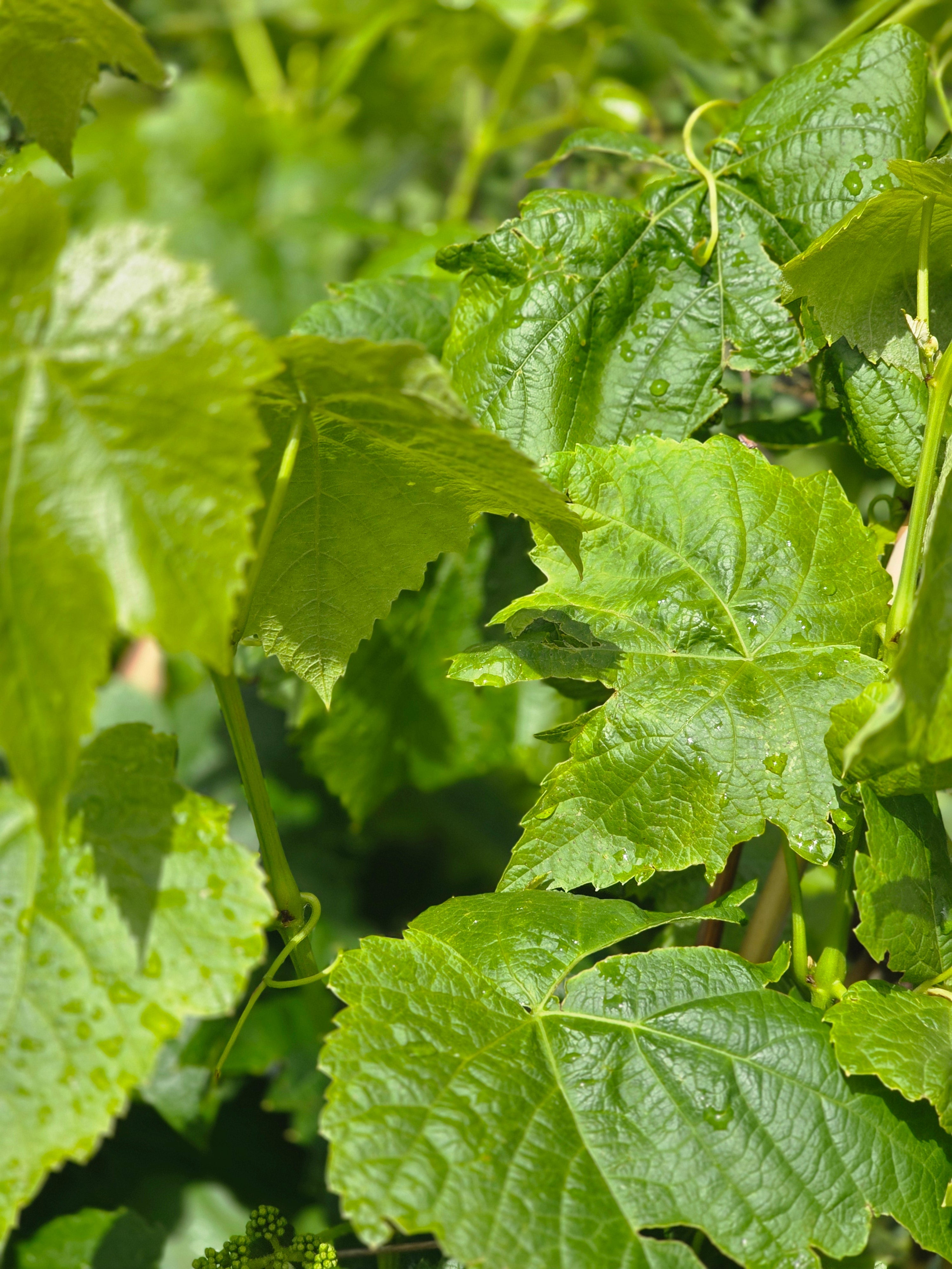Weintraube 'Schwarzriesling' - Vitis 'Schwarzriesling'