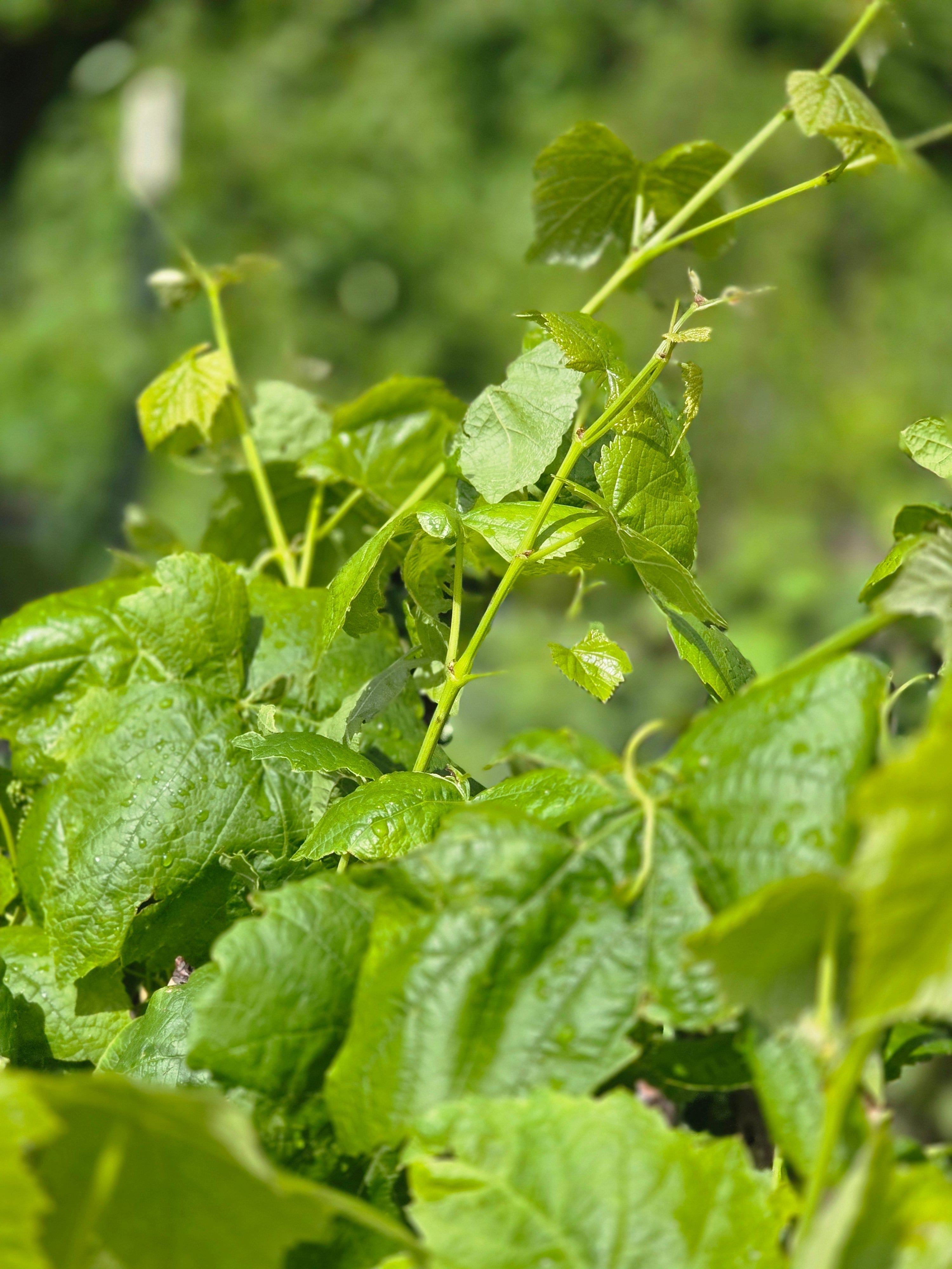 Tafeltraube 'Vanessa' ® - Vitis 'Vanessa' ®
