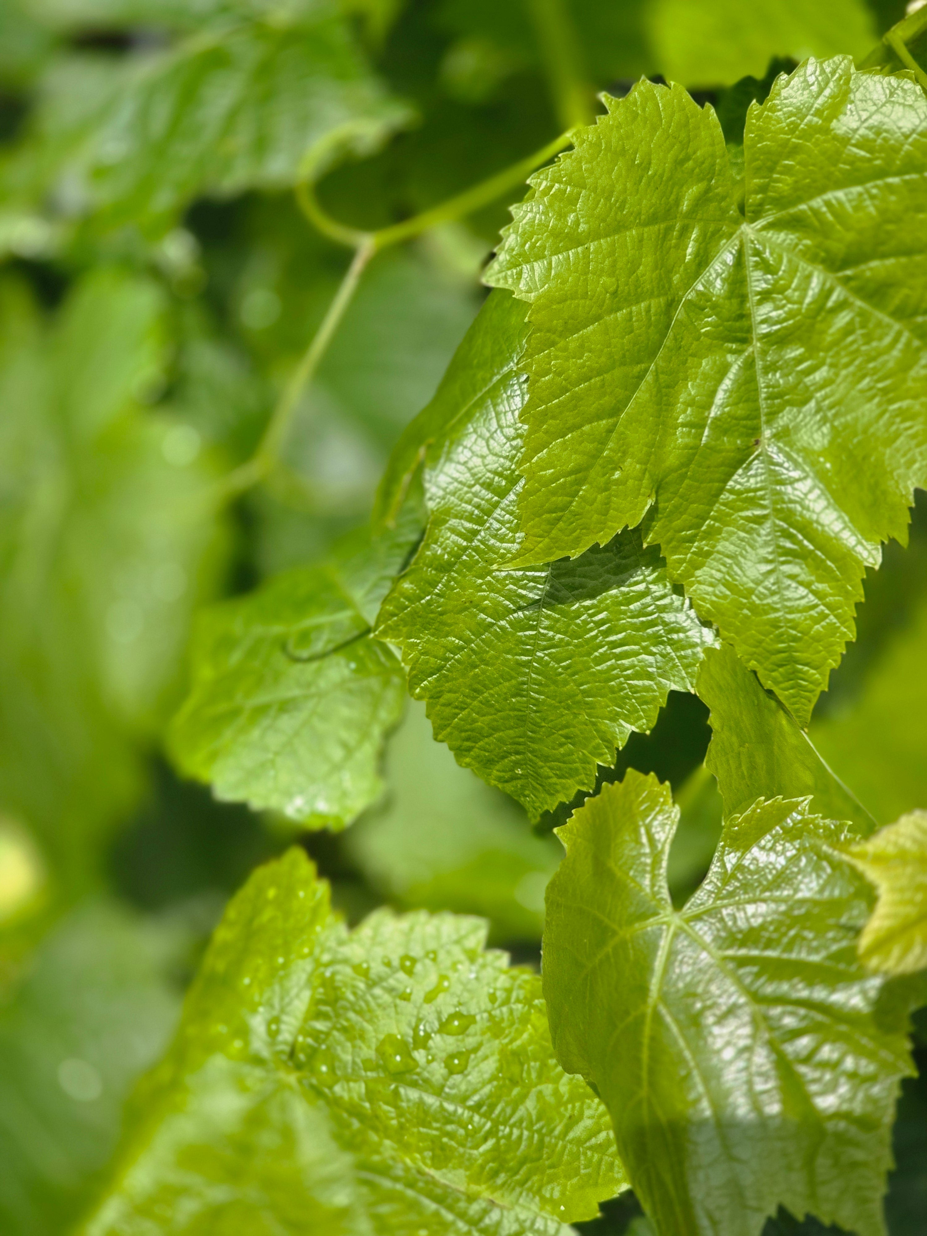 Tafeltraube 'Venus' - Vitis 'Venus'