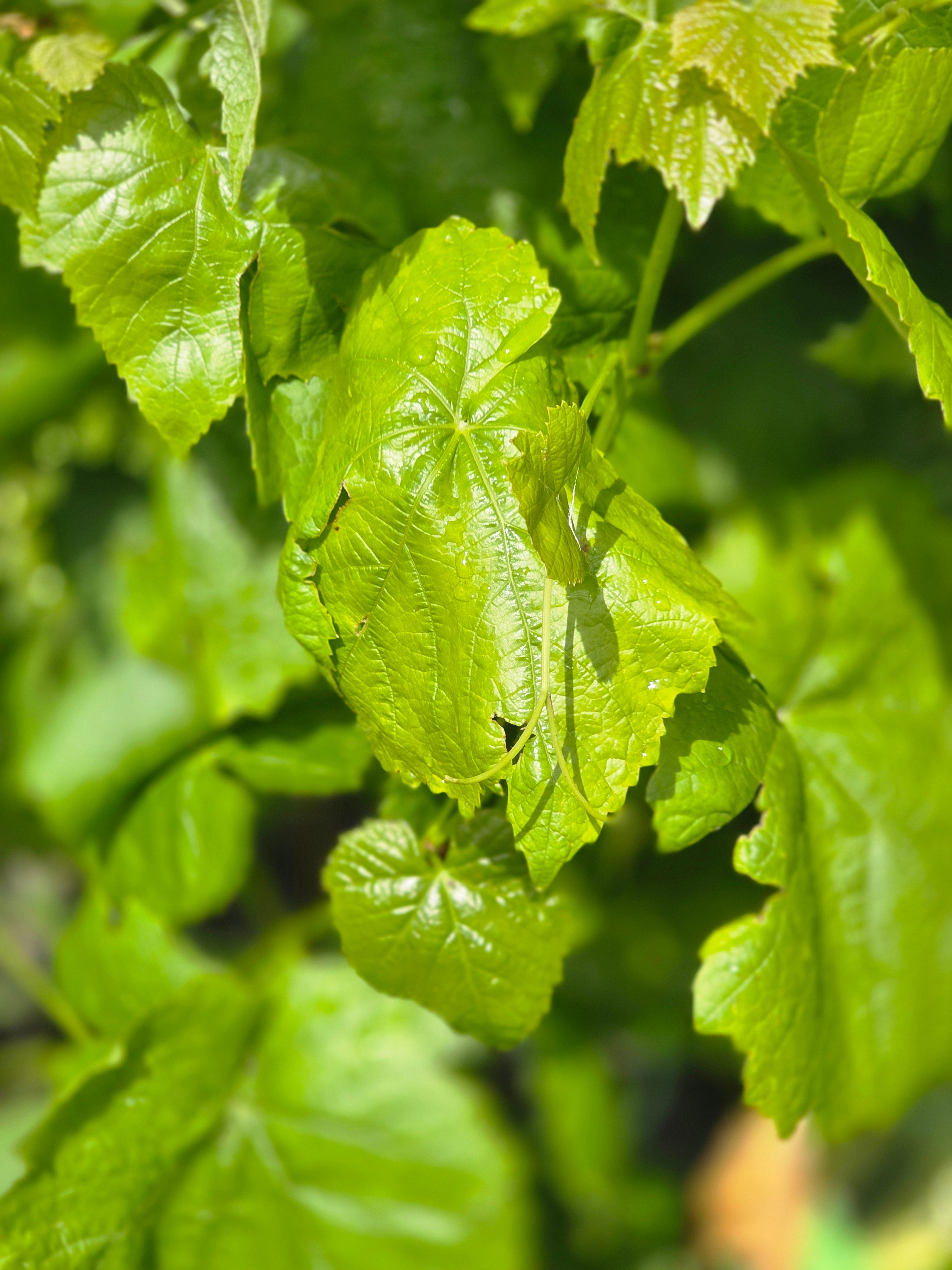 Tafeltraube 'Romulus' - Vitis 'Romulus'