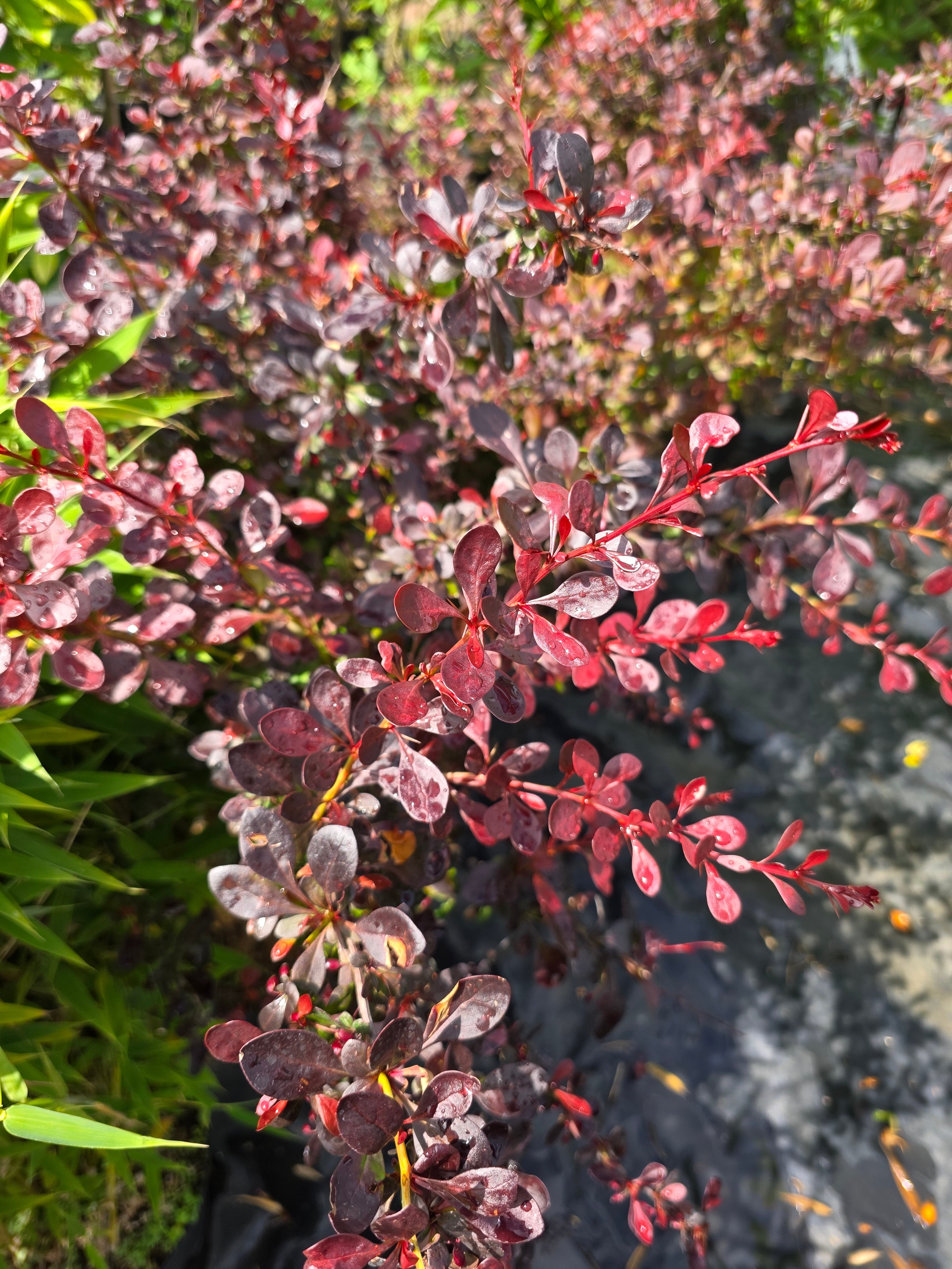 Rote Heckenberberitze - Berberis thunbergii 'Atropurpurea'