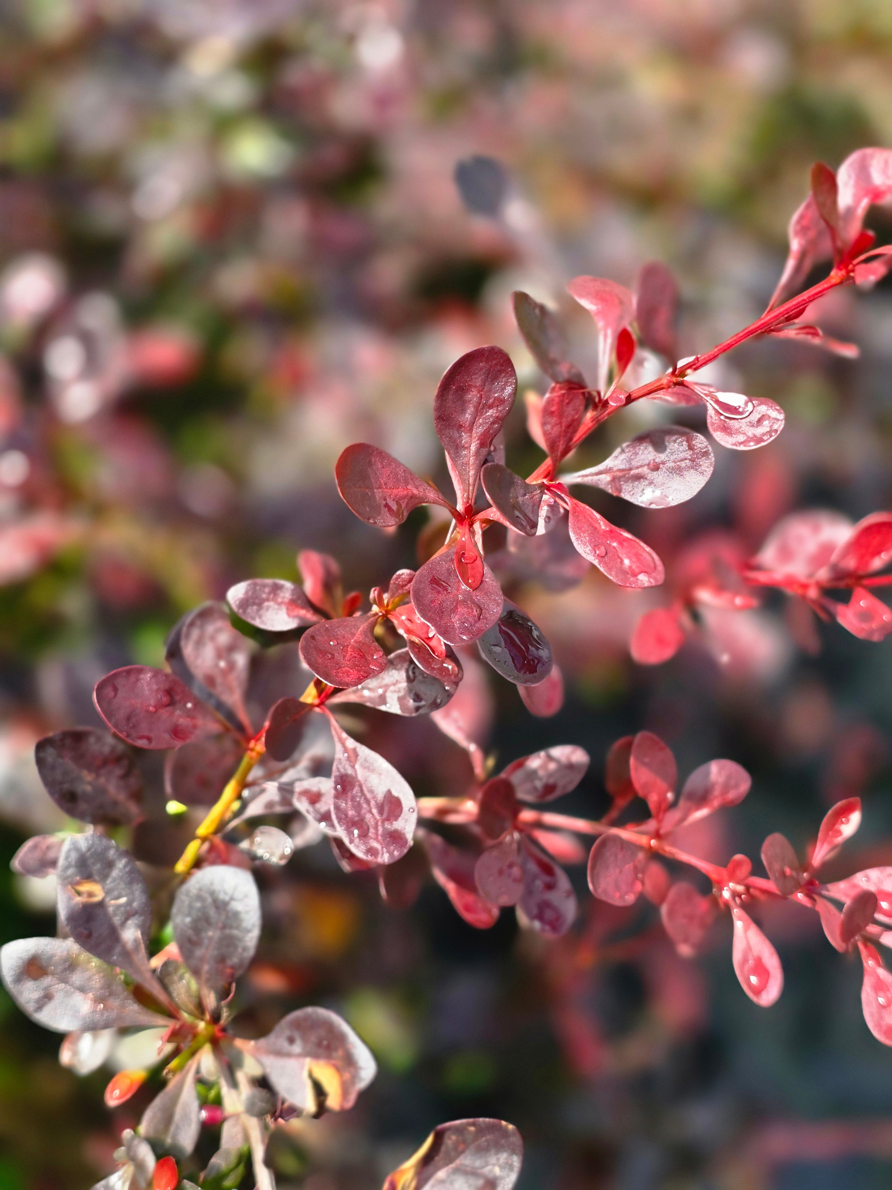 Rote Heckenberberitze - Berberis thunbergii 'Atropurpurea'