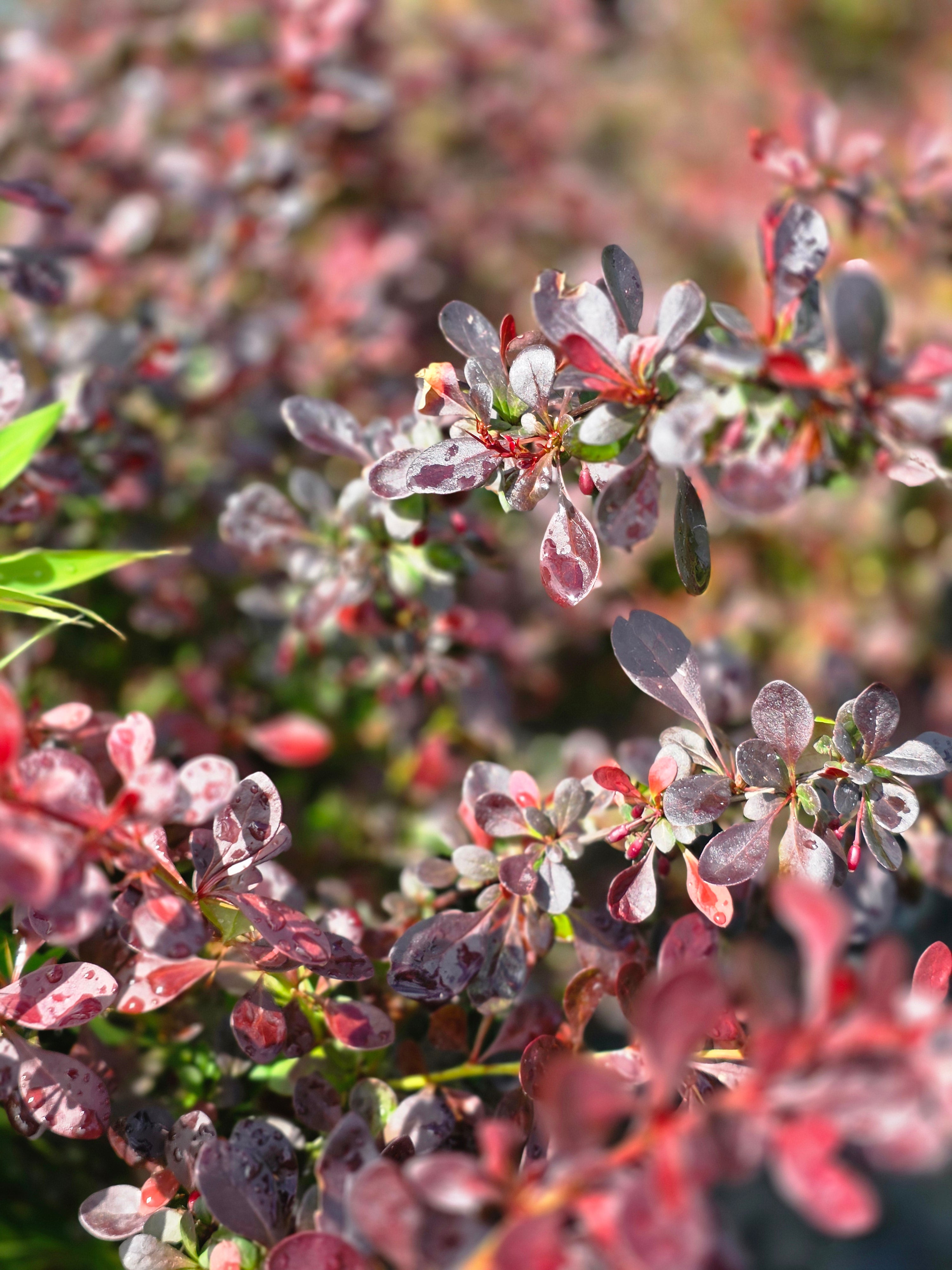 Rote Heckenberberitze - Berberis thunbergii 'Atropurpurea'