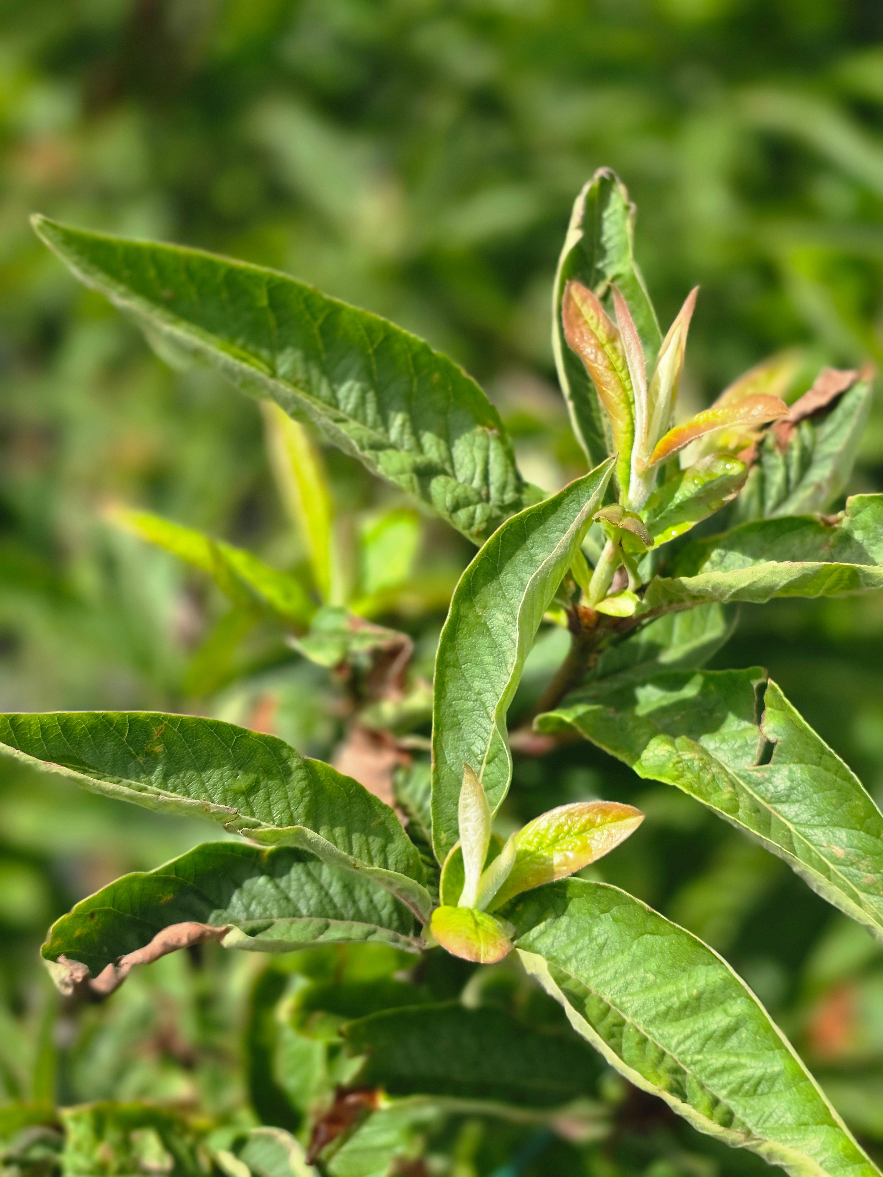Mispel - Mespilus germanica