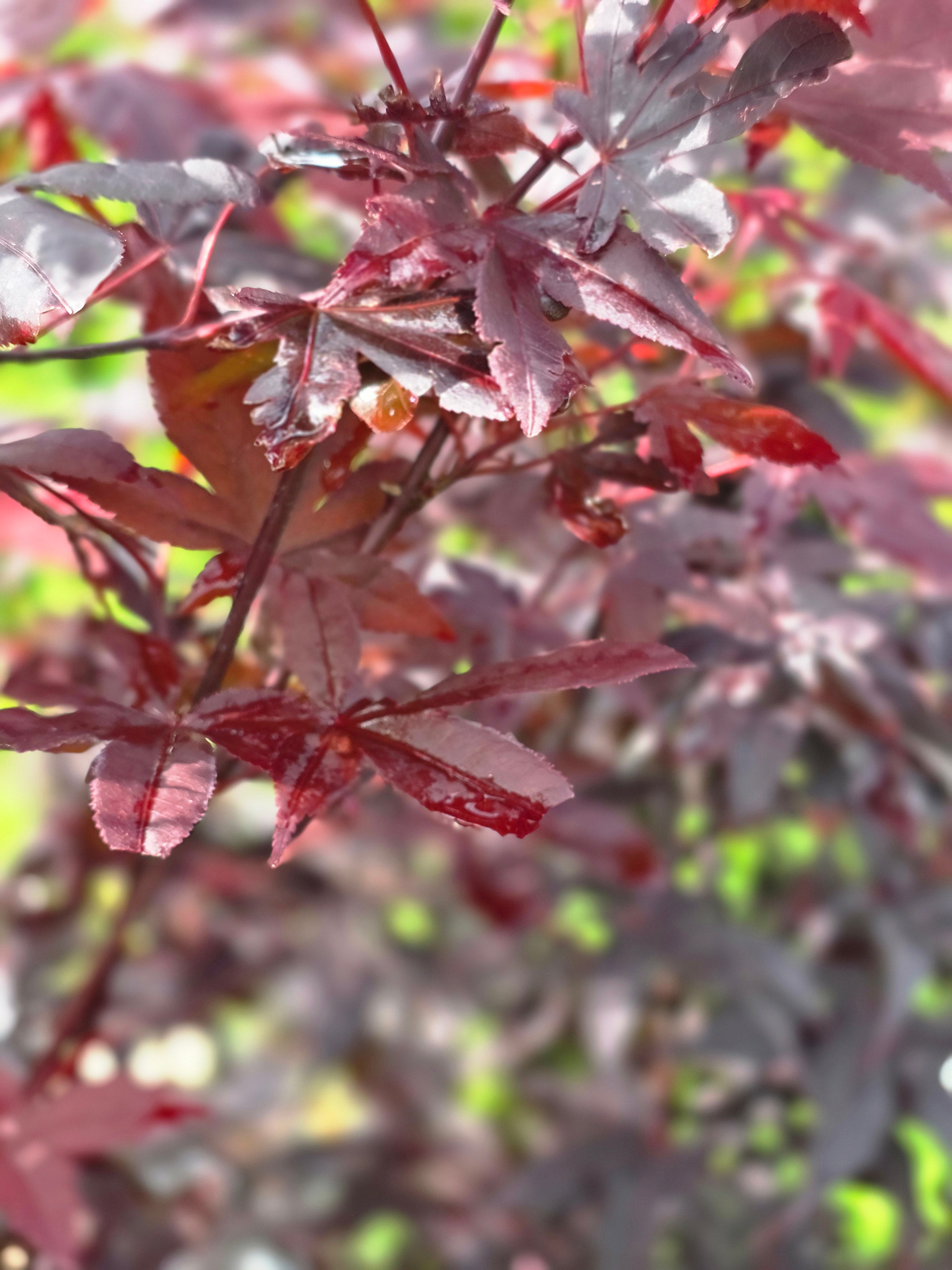Roter Fächerahorn - Acer palmatum 'Atropurpureum'