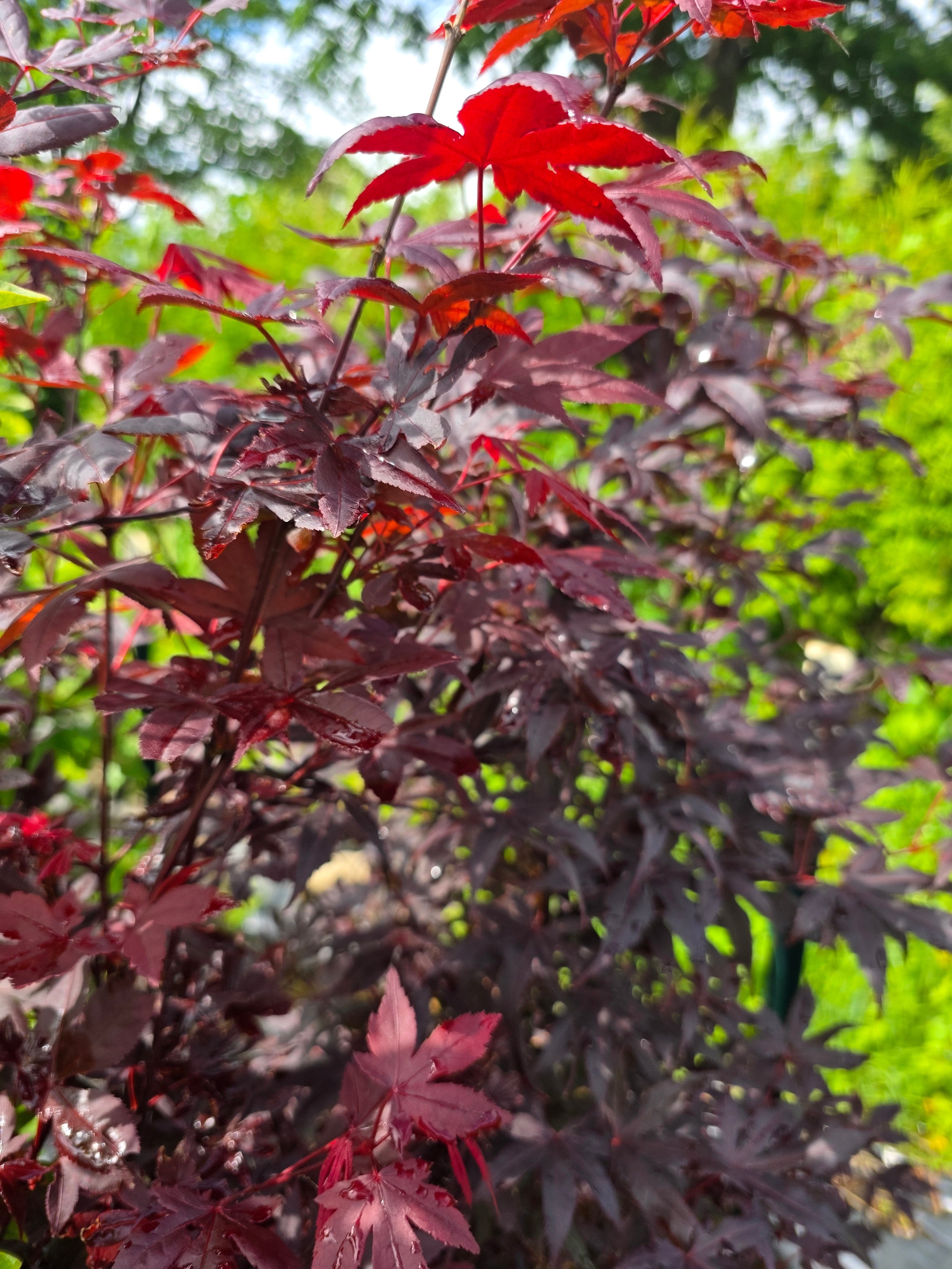 Roter Fächerahorn - Acer palmatum 'Atropurpureum'