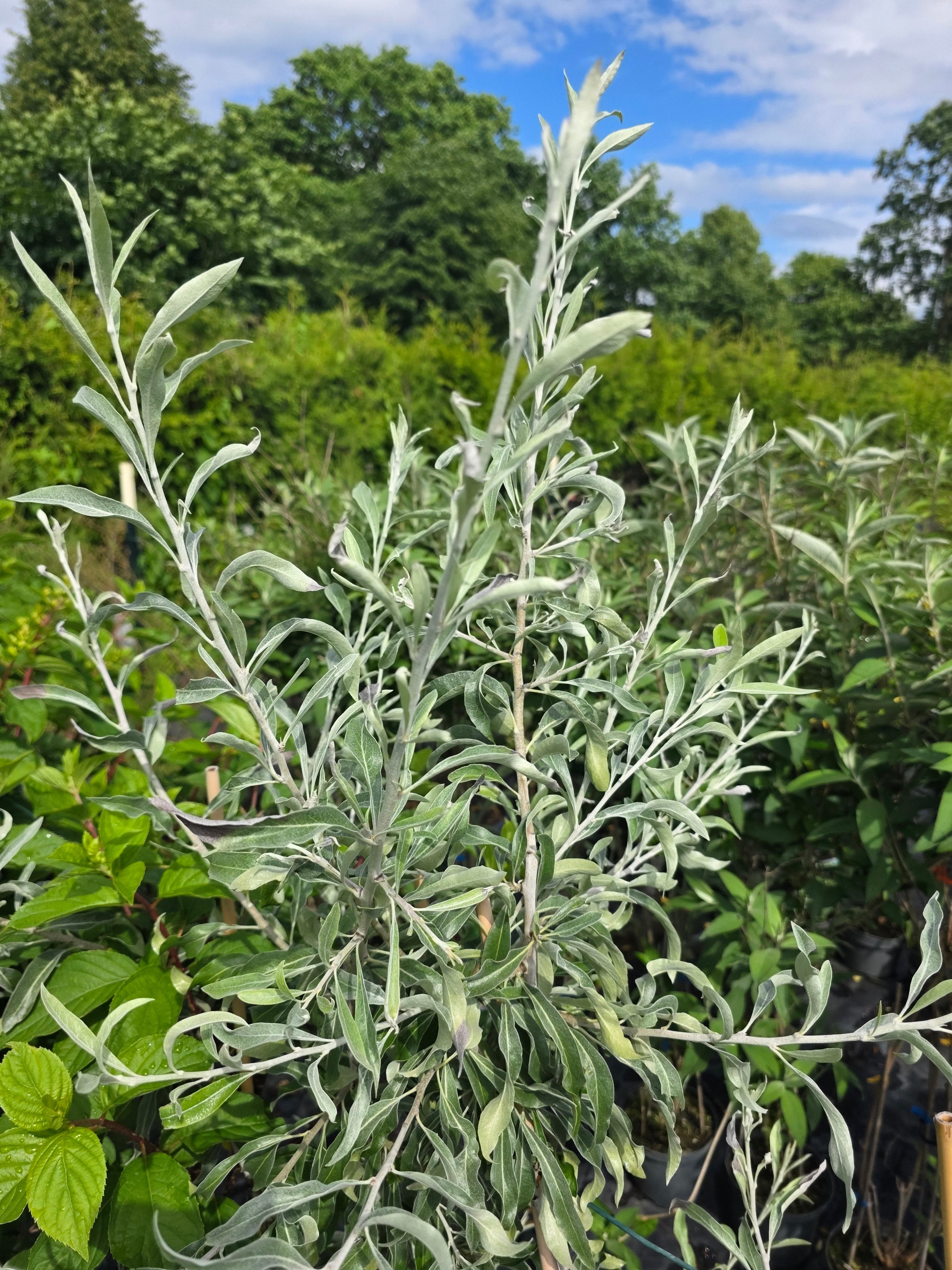 Weidenblättr.Birne - Pyrus salicifolia CAC