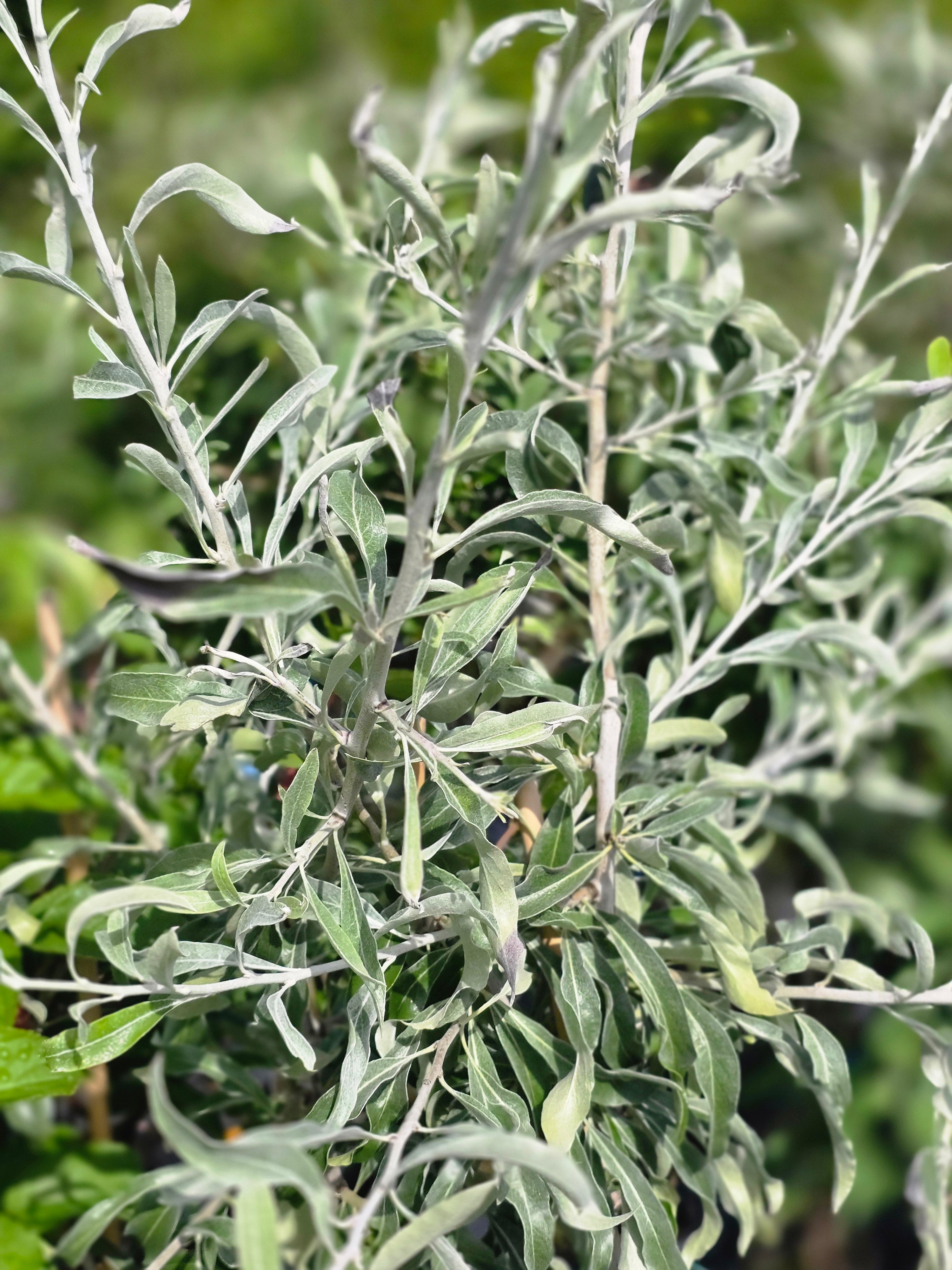 Weidenblättr.Birne - Pyrus salicifolia CAC