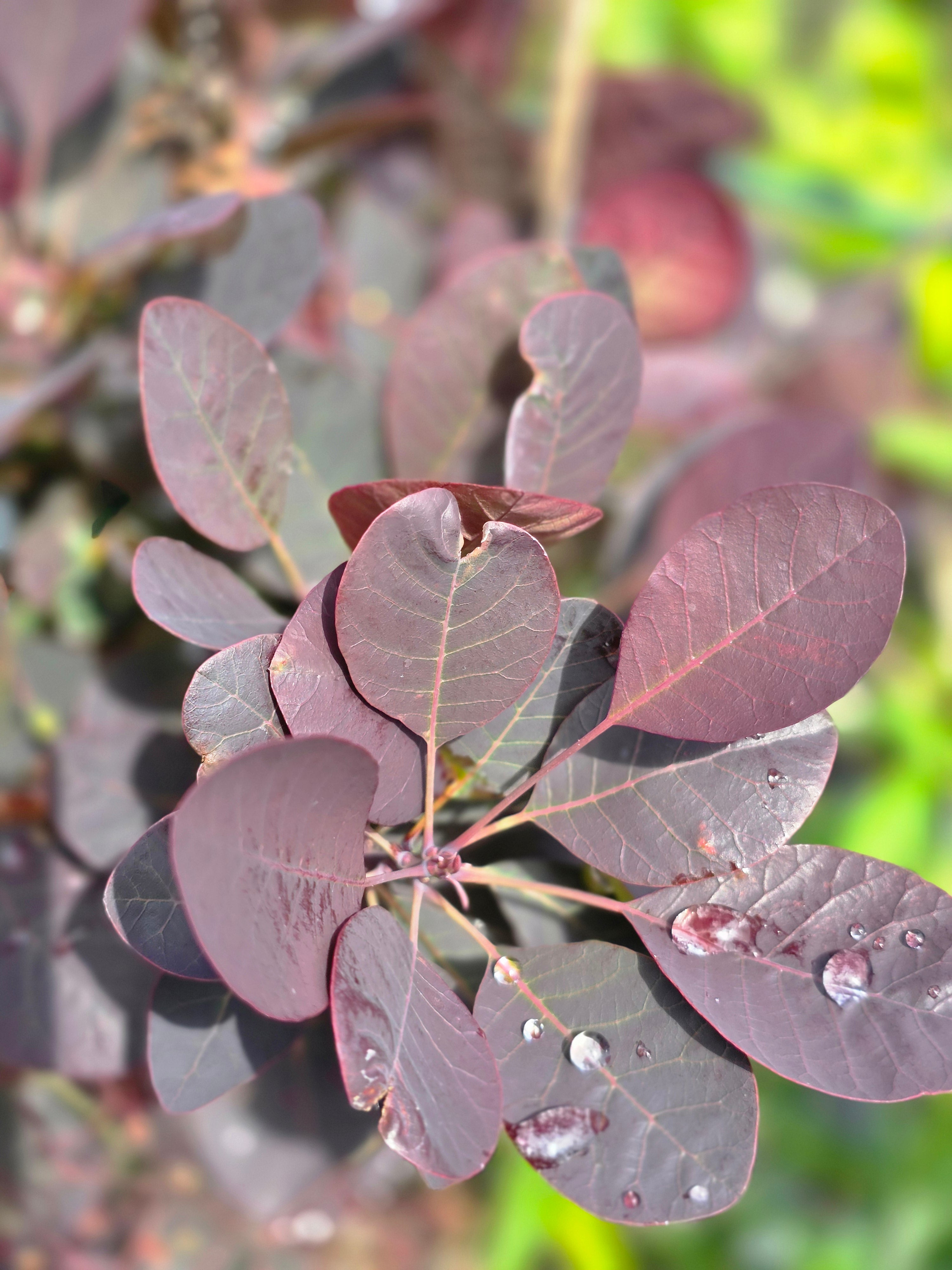 Roter Perückenstrauch 'Royal Purple' - Cotinus coggygria 'Royal Purple'