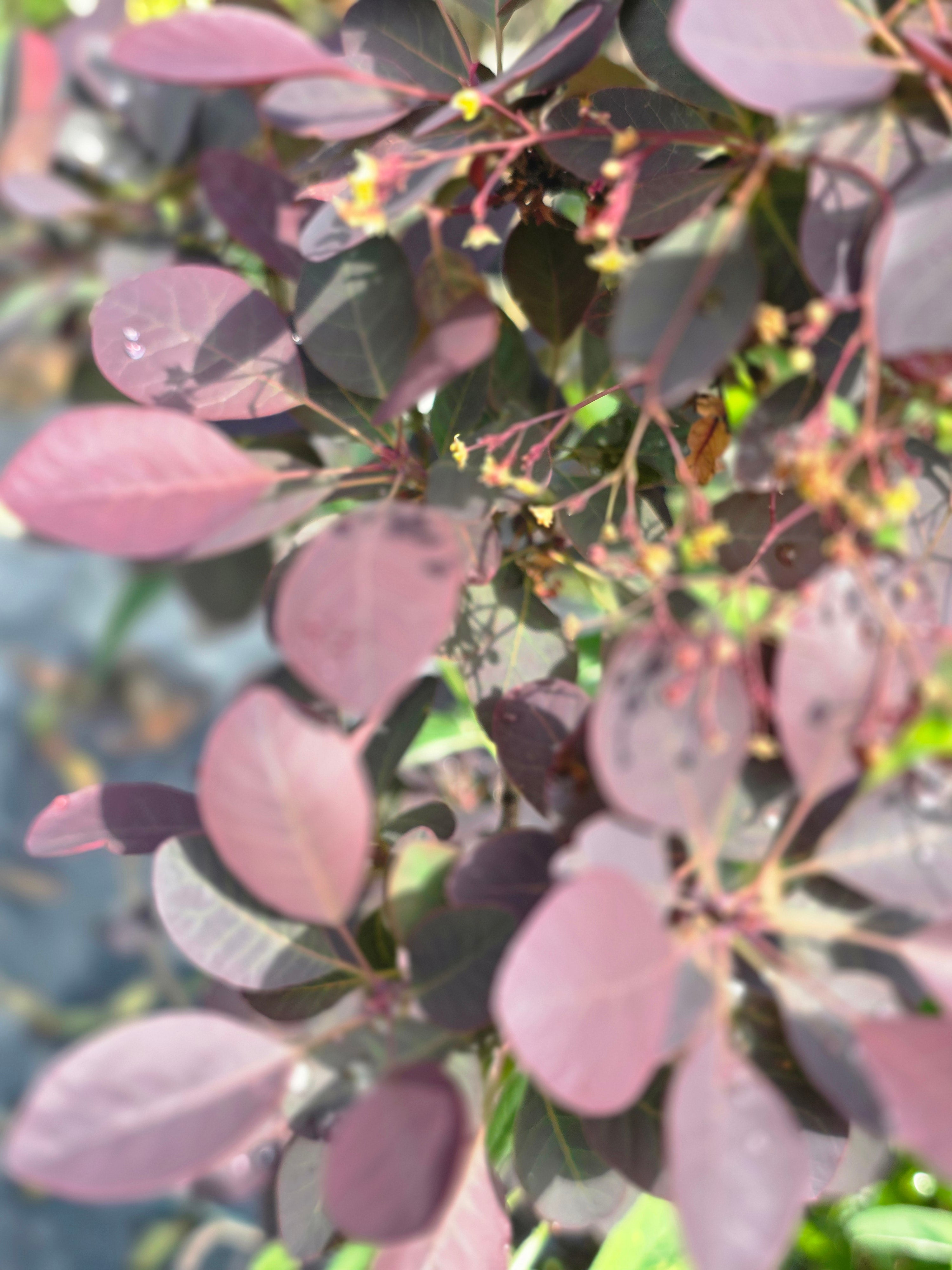 Roter Perückenstrauch 'Royal Purple' - Cotinus coggygria 'Royal Purple'