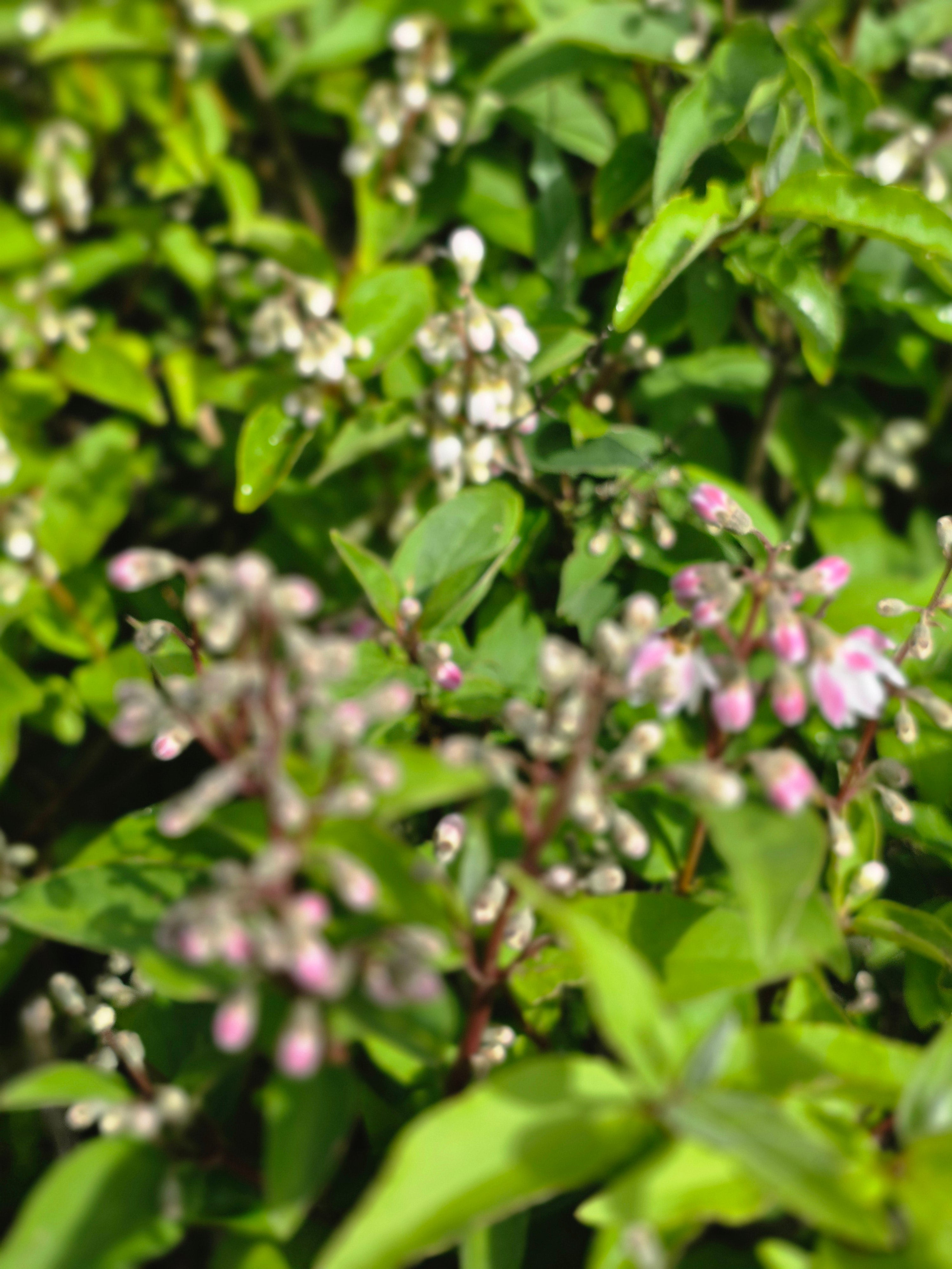 Rosa Maiblumenstrauch - Deutzia rosea