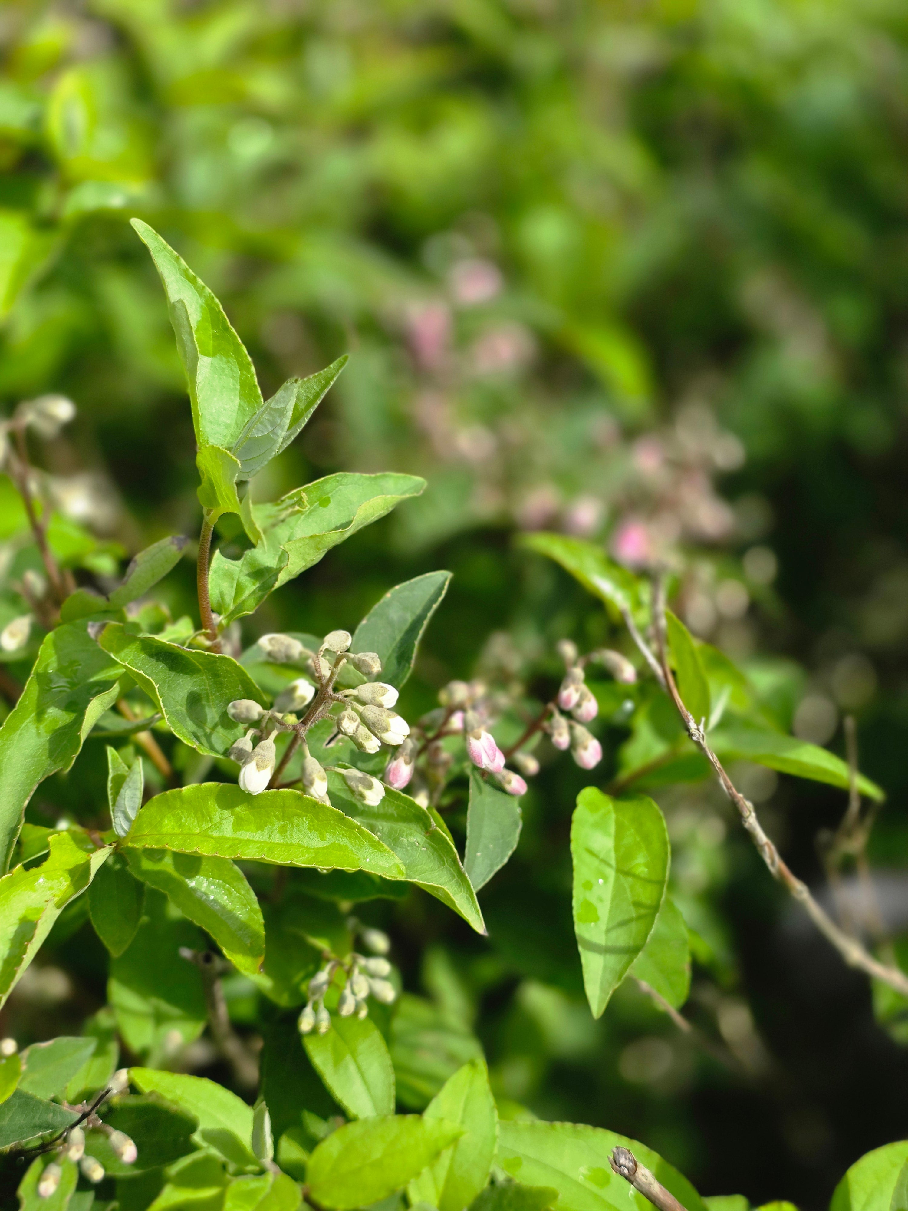 Rosa Maiblumenstrauch - Deutzia rosea