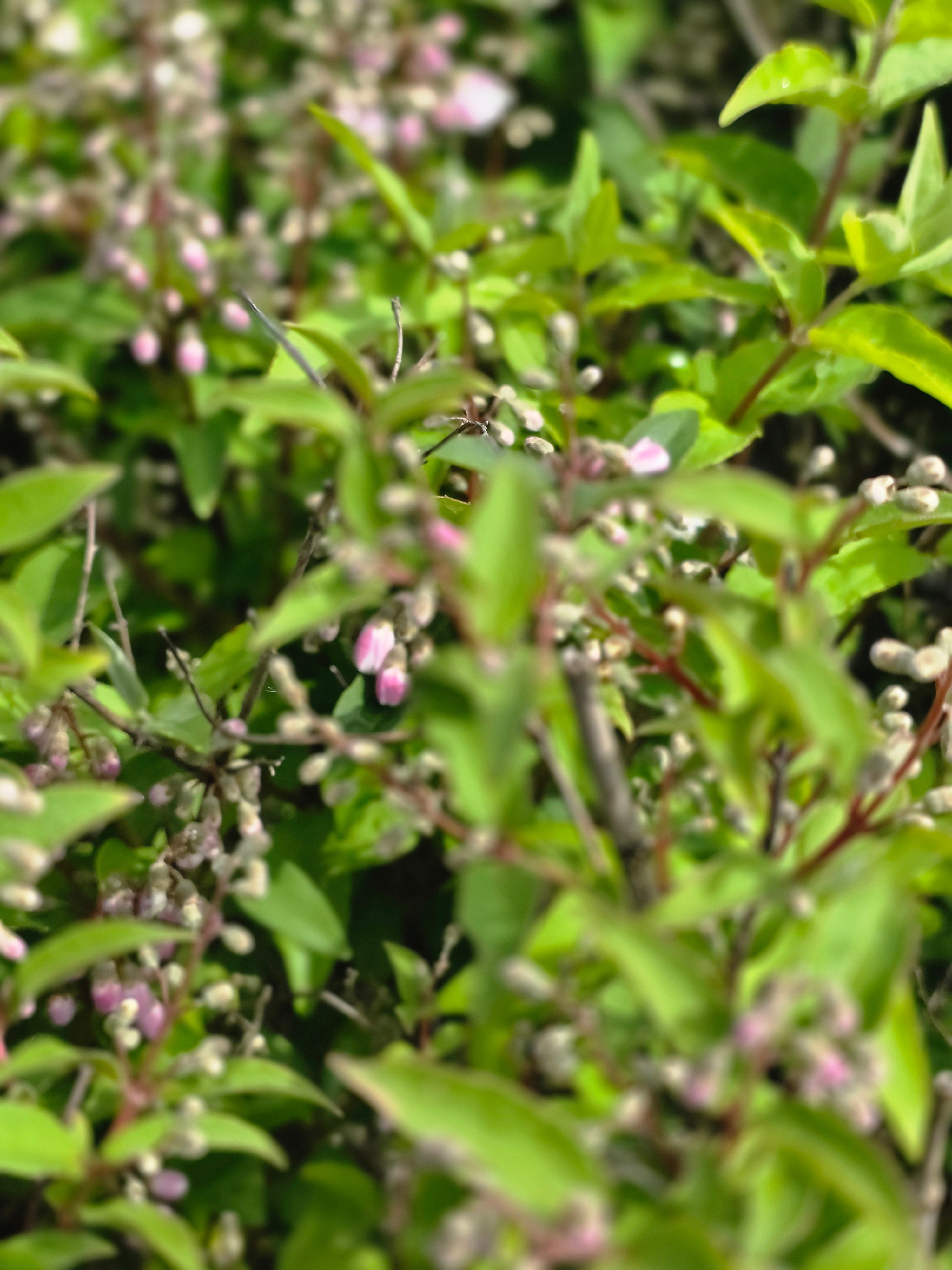 Rosa Maiblumenstrauch - Deutzia rosea