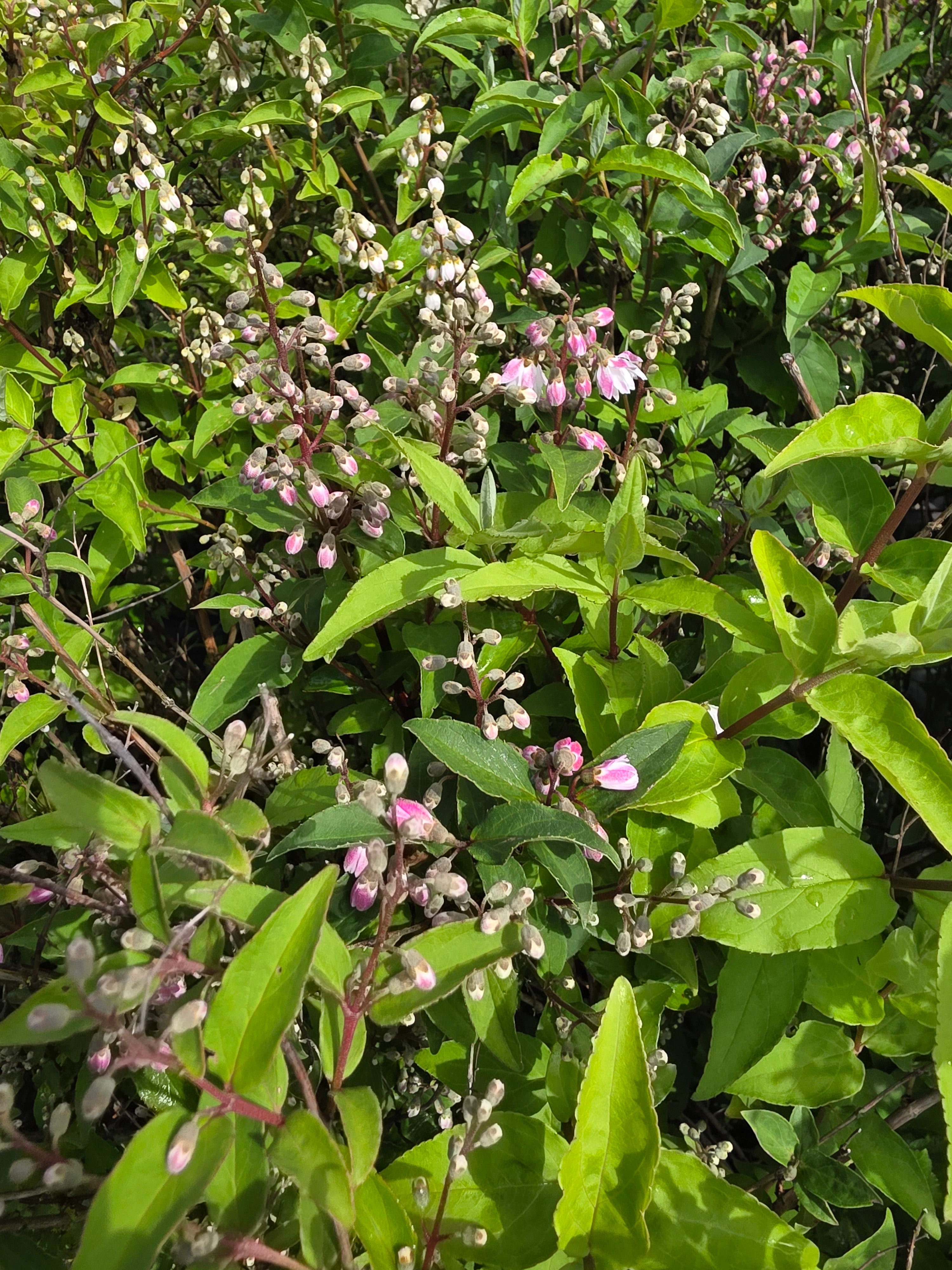 Rosa Maiblumenstrauch - Deutzia rosea